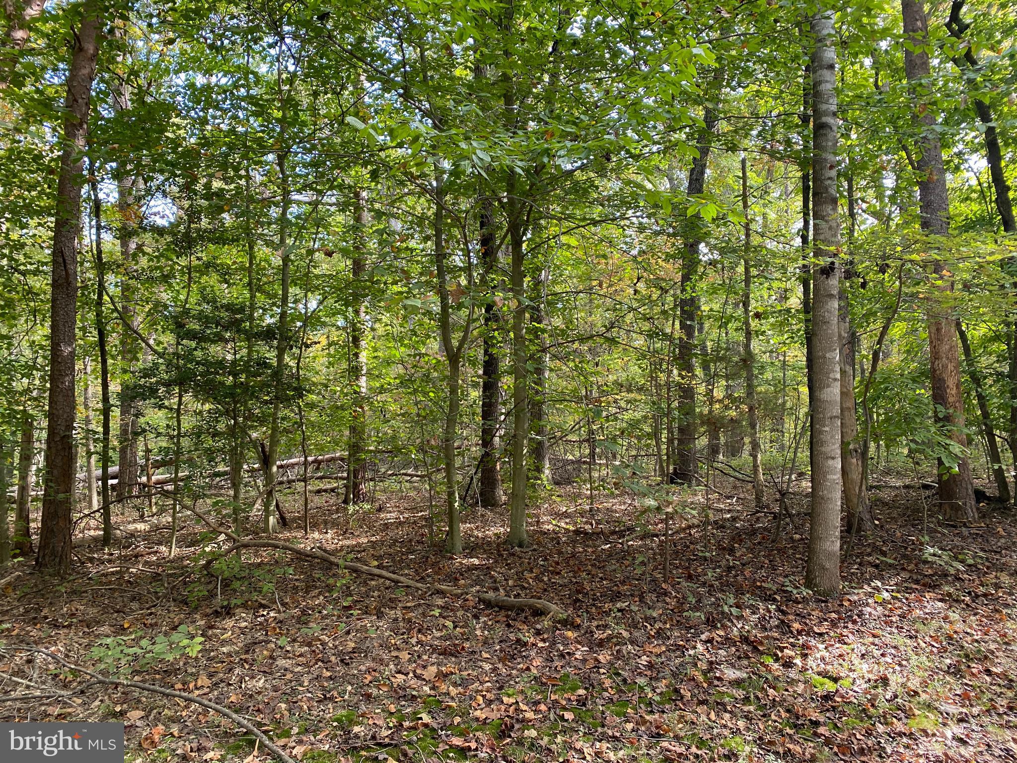 FOREST WALK DRIVE