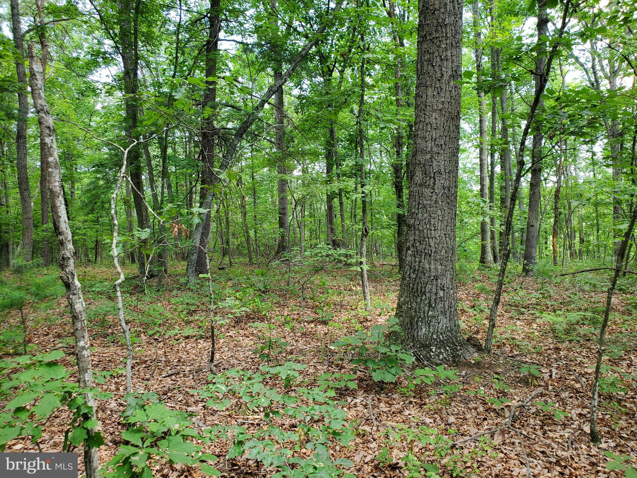 POPLAR SPRINGS - Land