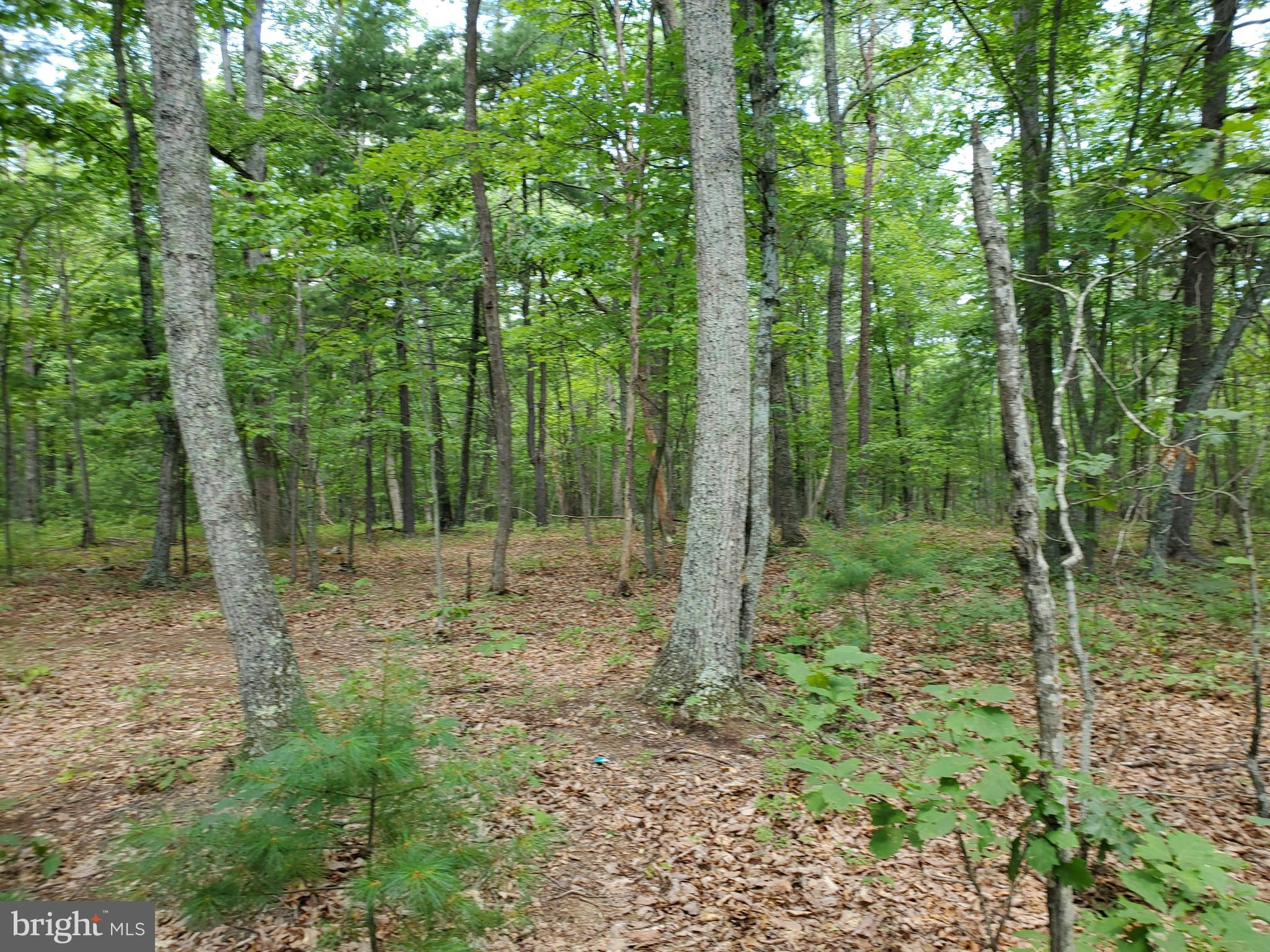 POPLAR SPRINGS - Land