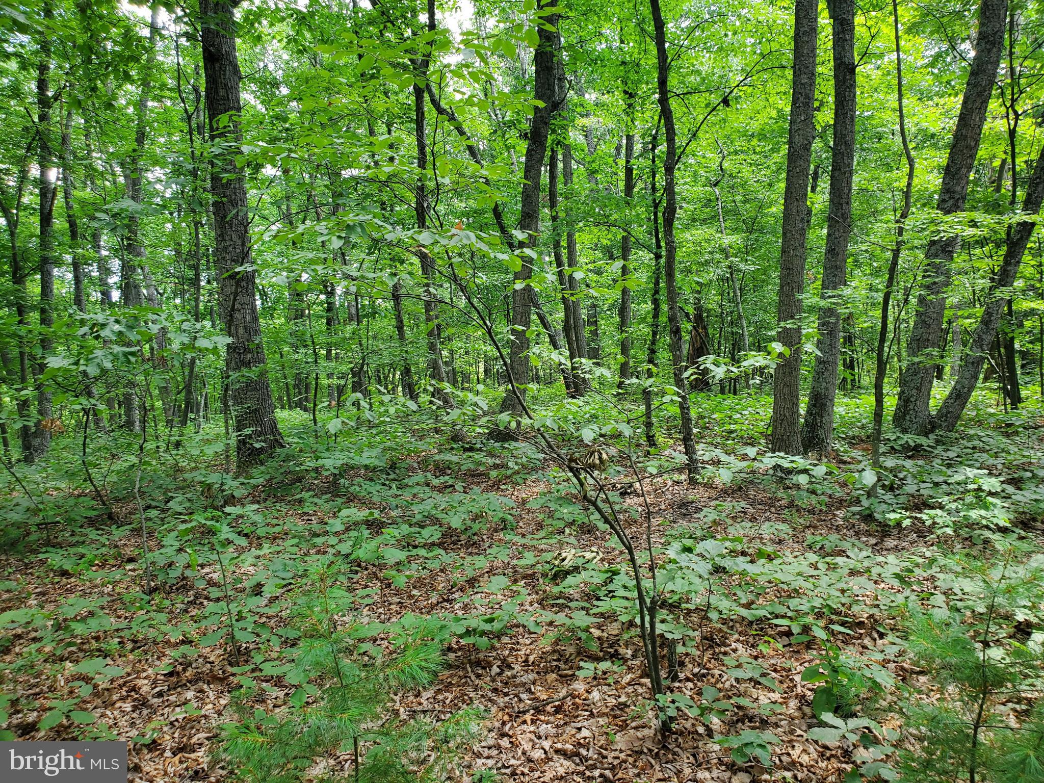 POPLAR SPRINGS - Land