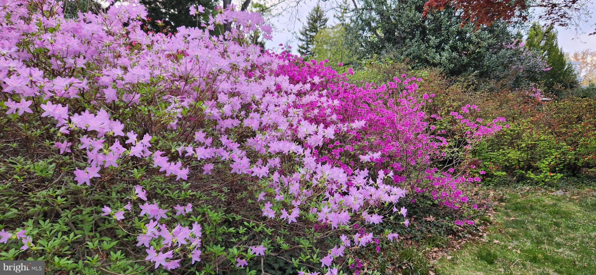 CHELTENHAM VIL - Residential