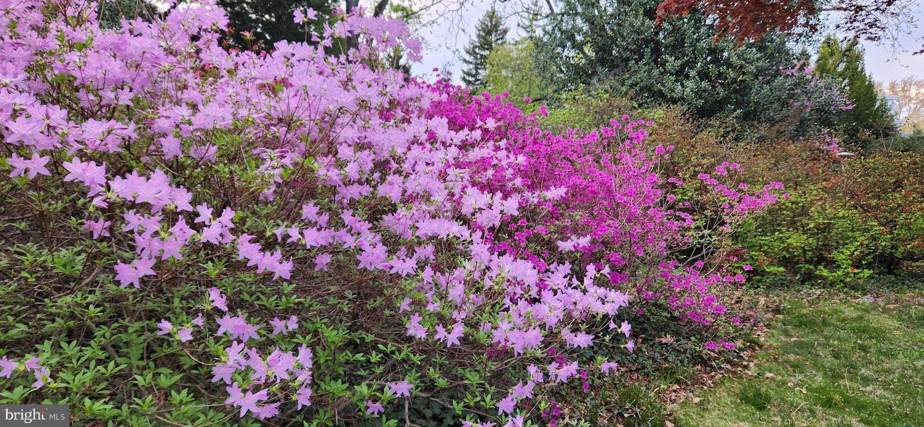 CHELTENHAM VIL - Residential