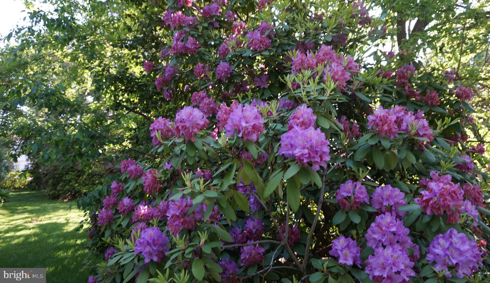 CHELTENHAM VIL - Residential