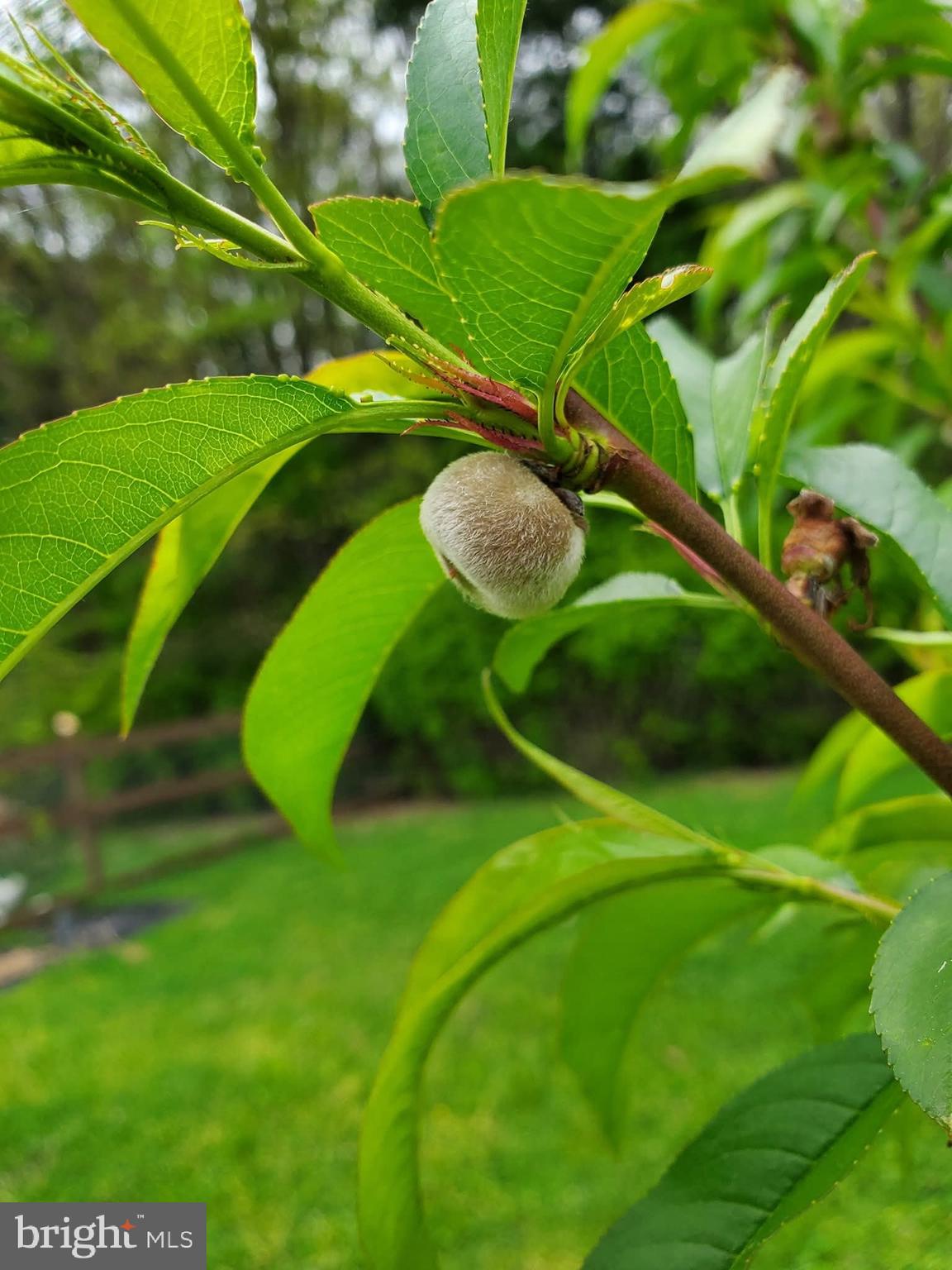 BRIDLEPATH ESTATES - Residential