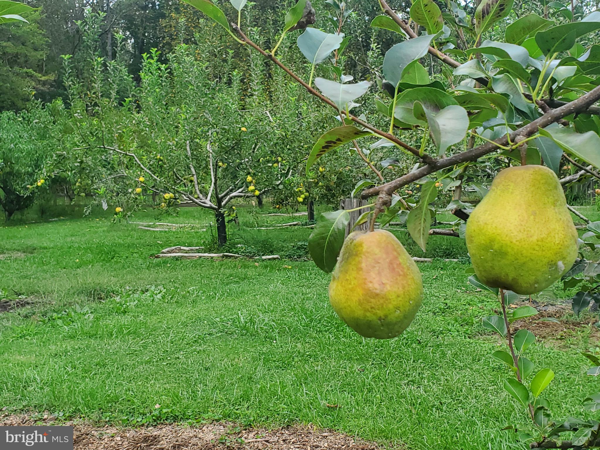 BRIDLEPATH ESTATES - Residential