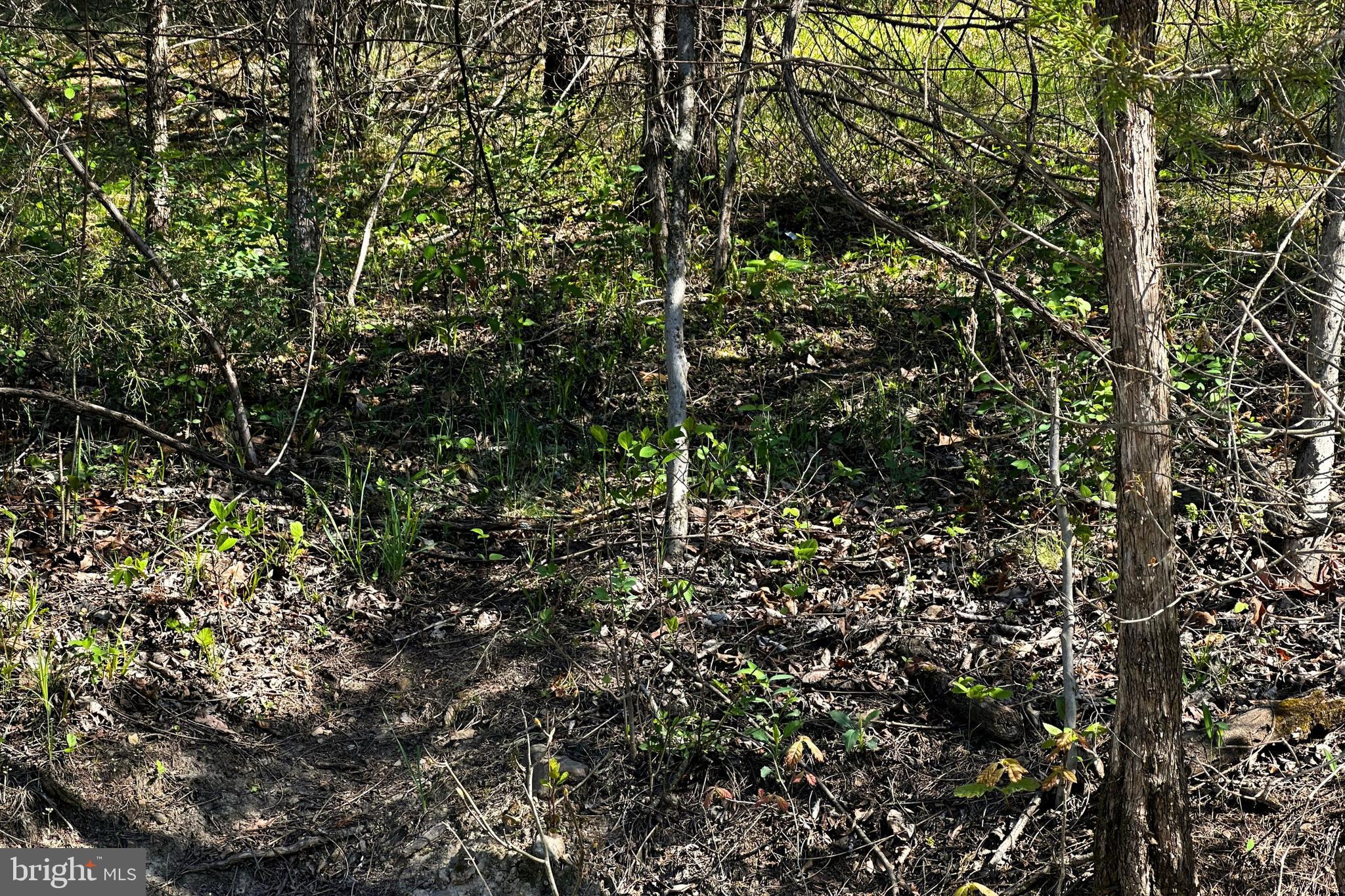 HIGH MOUNTAIN MEADOW - Land