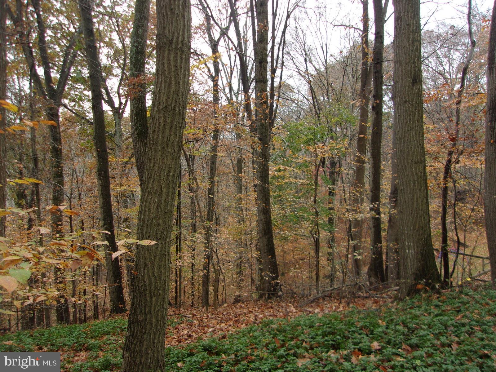 MONTFORD GLEN - Land