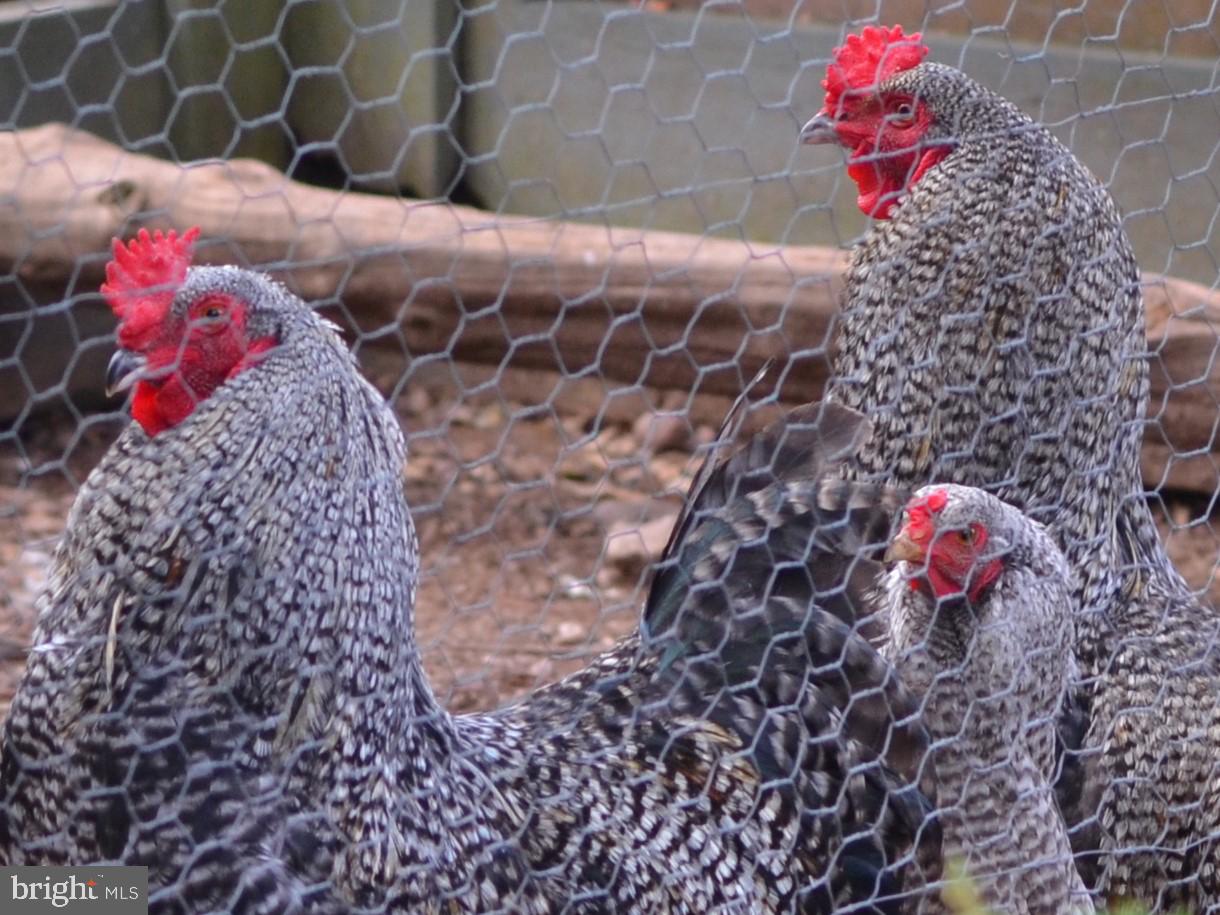 NONE AVAILABLE - Farm