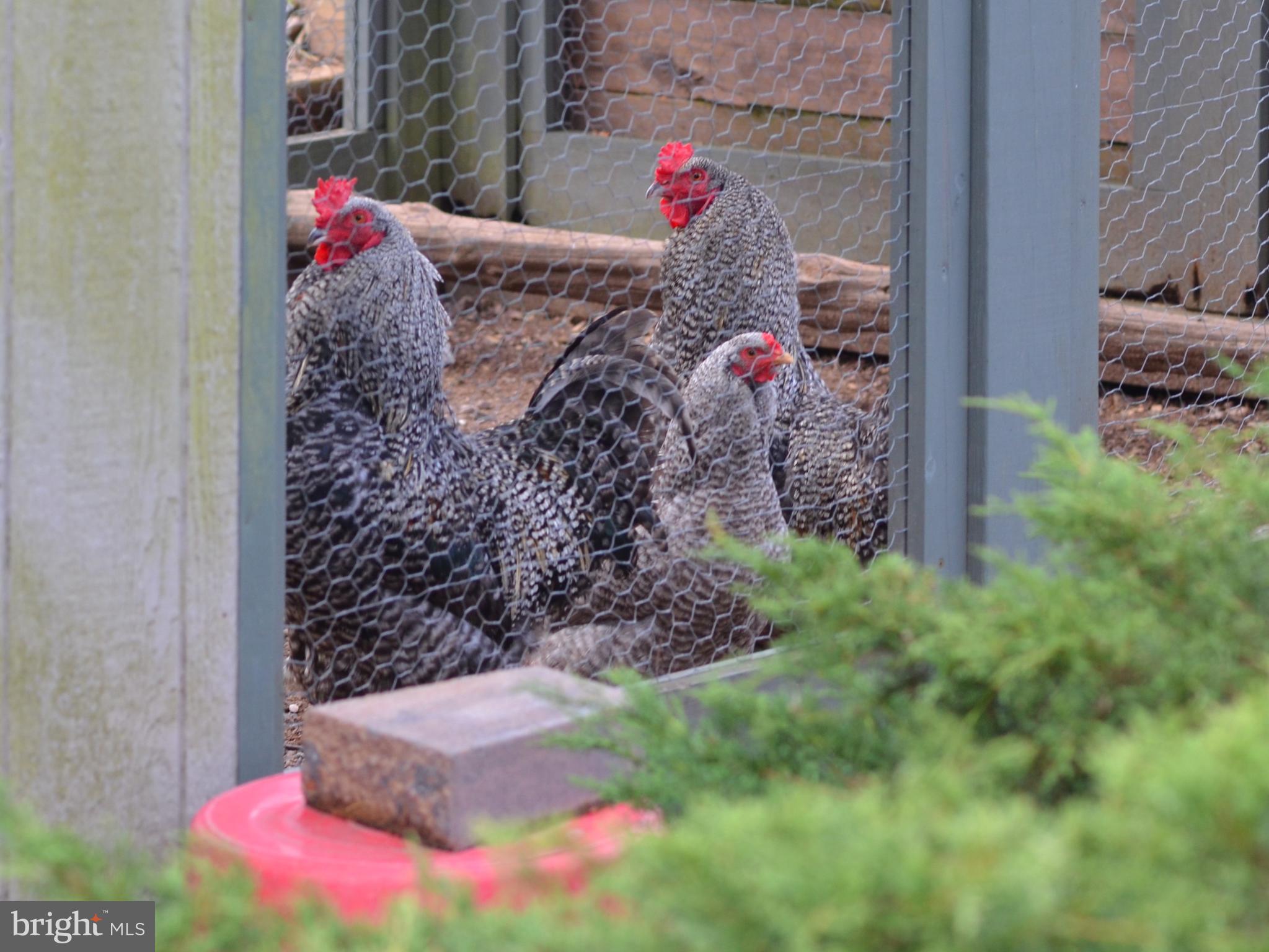 NONE AVAILABLE - Farm