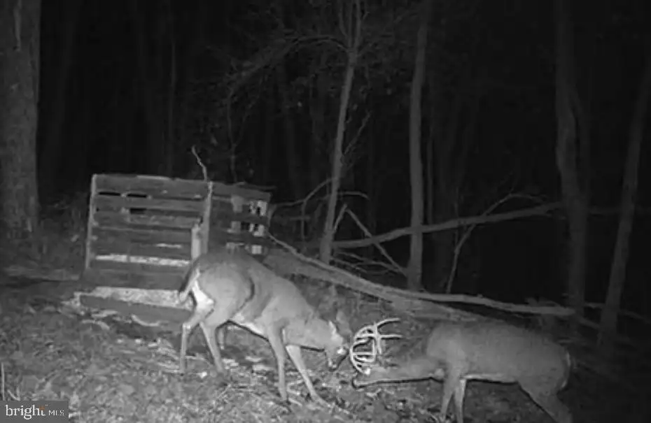 Additional image 51 of 2254 Garrett Road, Oakland, MD 21550