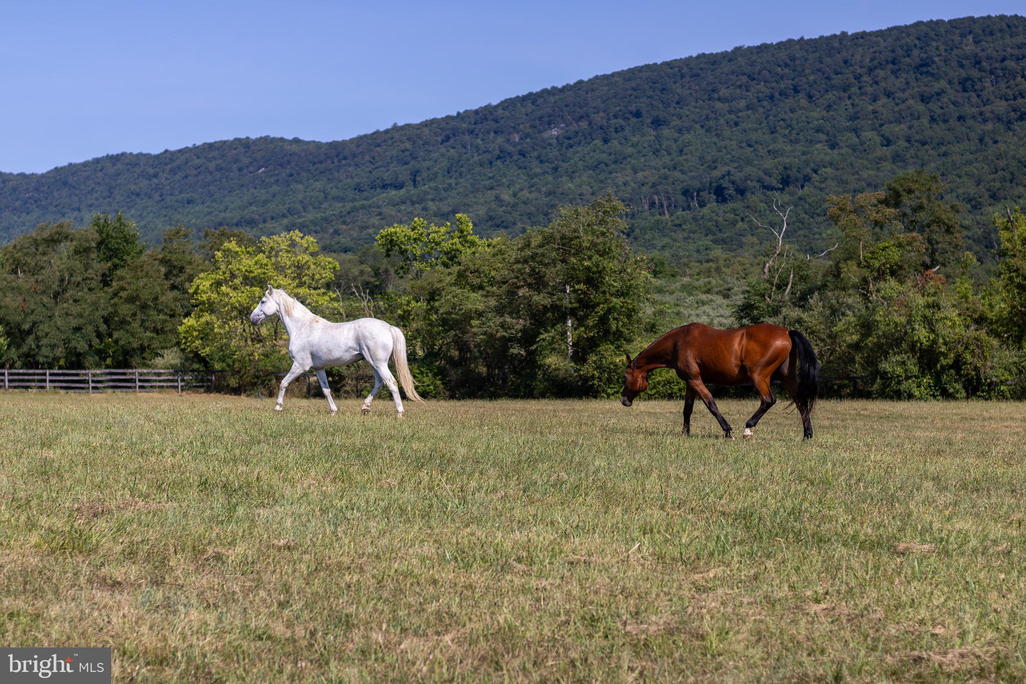 NONE AVAILABLE - Farm