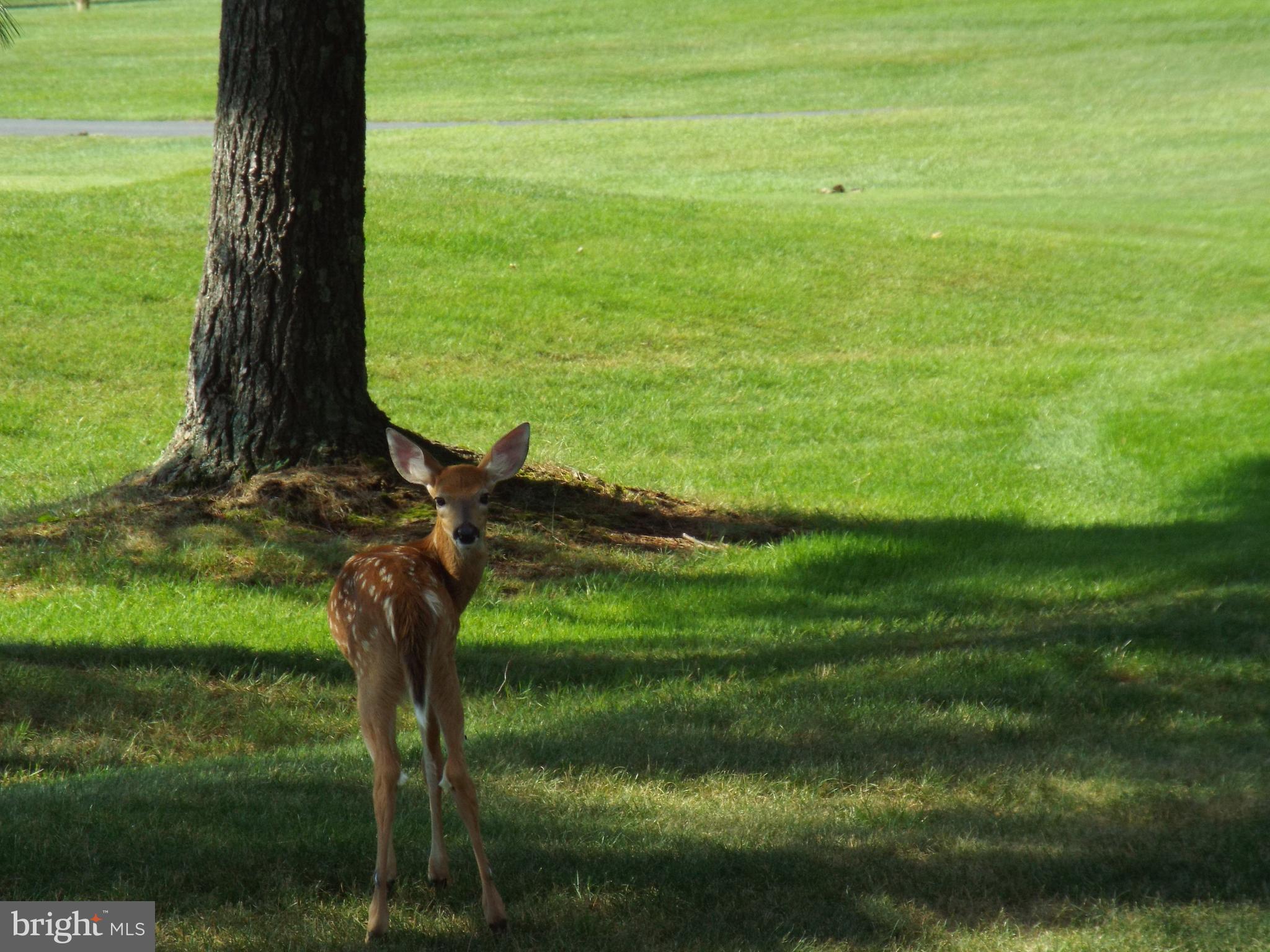 ALPINE LAKE RESORT - Residential