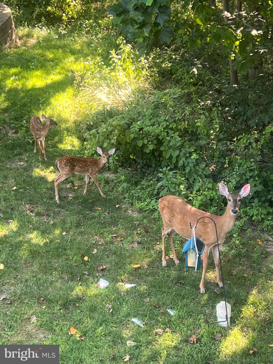 TIMBERLEIGH - Residential