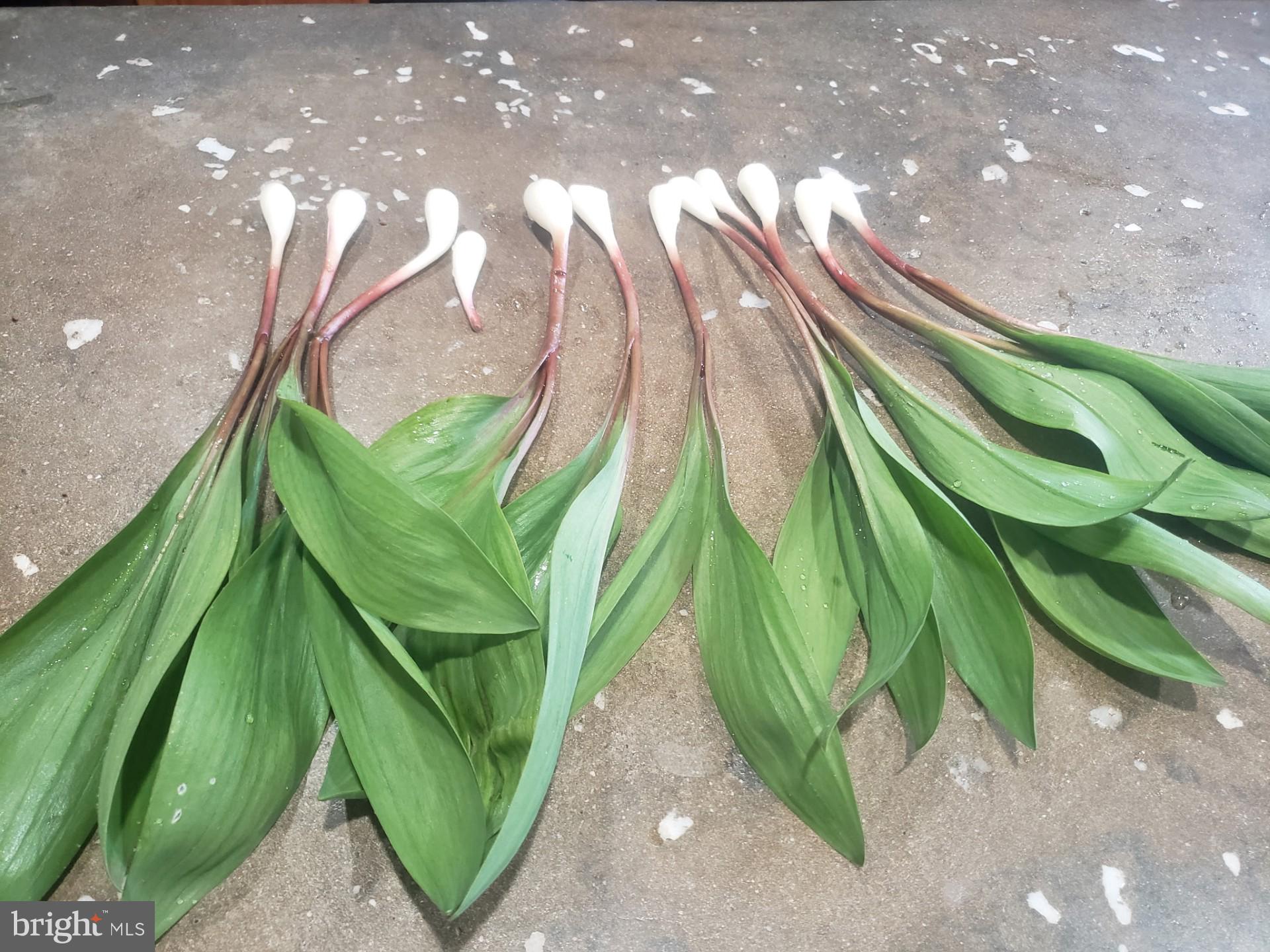 MOUNTAIN HERITAGE ESTATES - Residential