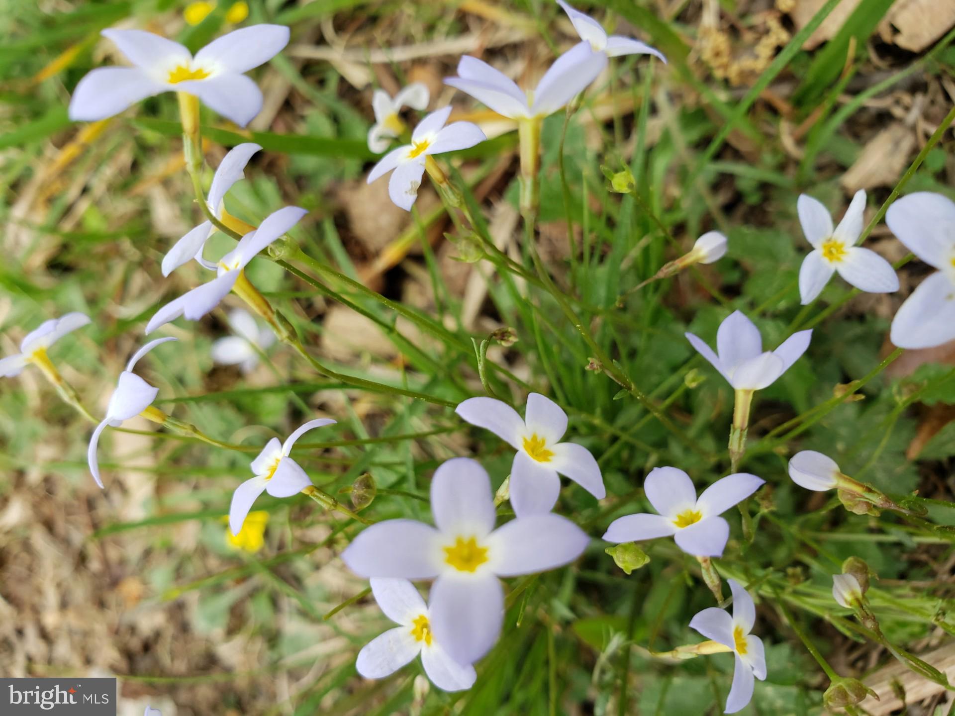 MOUNTAIN HERITAGE ESTATES - Residential