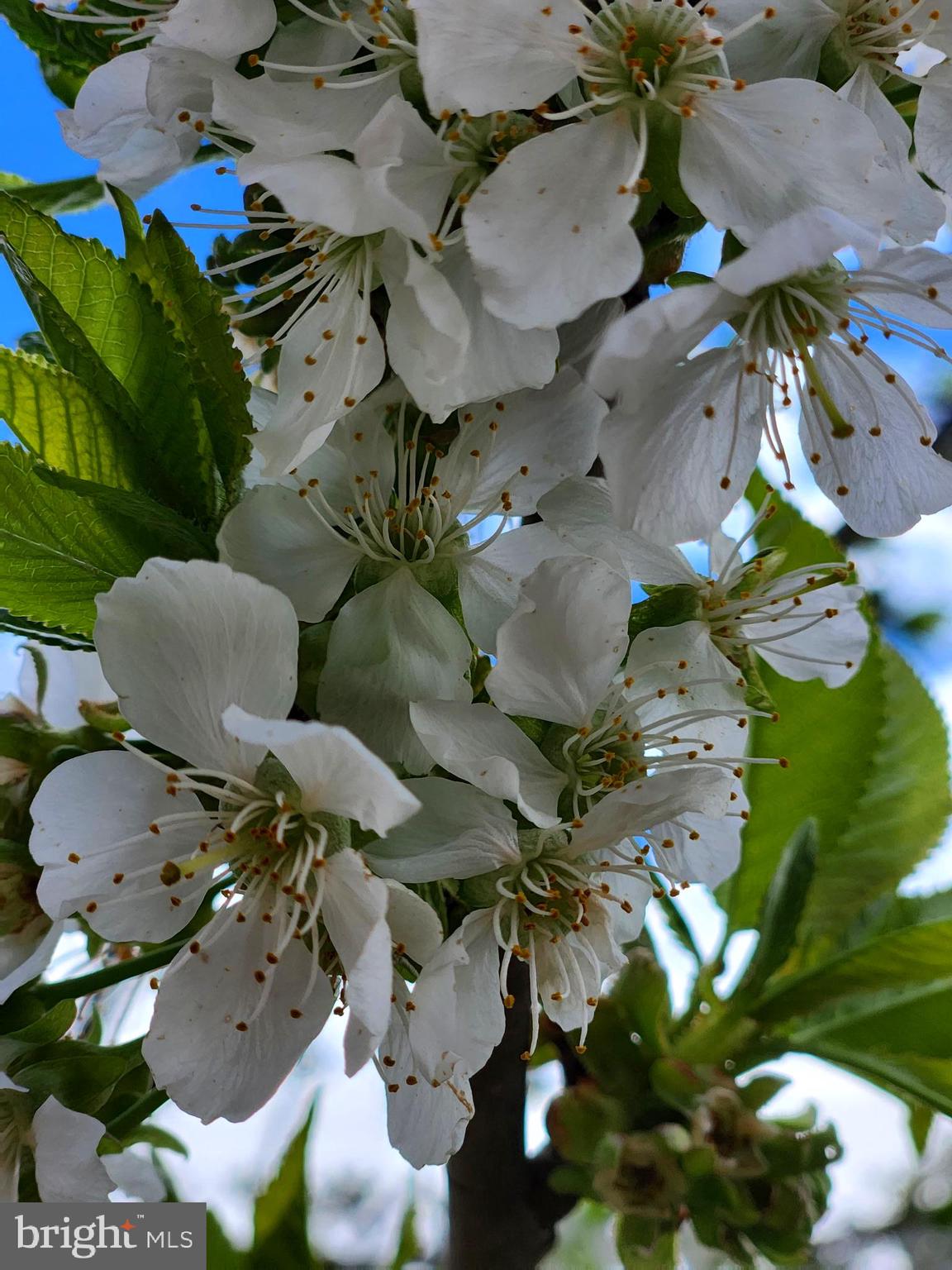 MOUNTAIN HERITAGE ESTATES - Residential