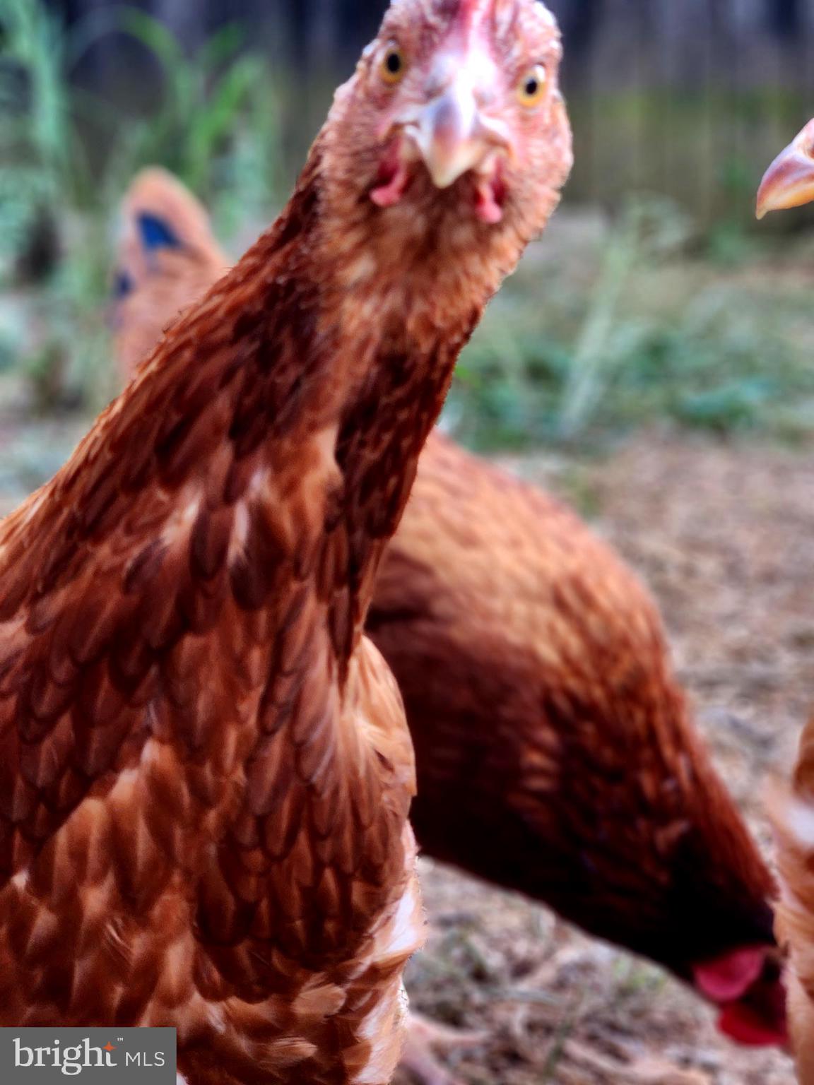 MOUNTAIN HERITAGE ESTATES - Residential