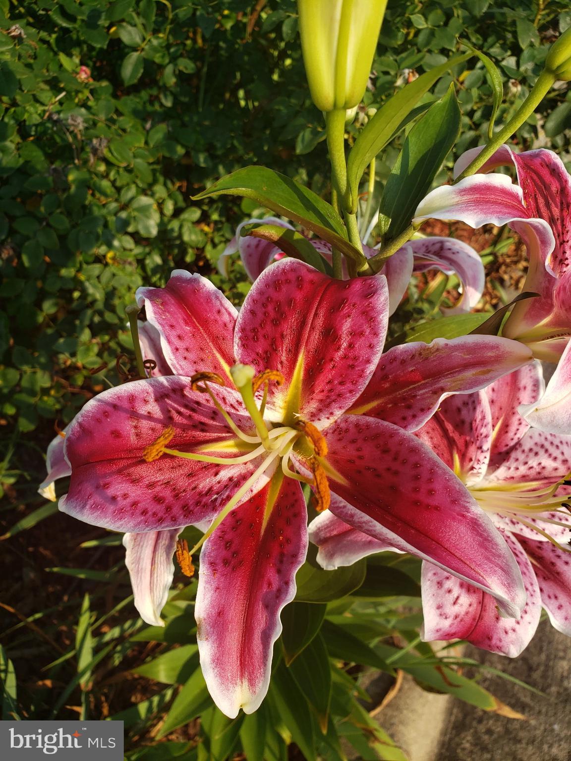 MOUNTAIN HERITAGE ESTATES - Residential