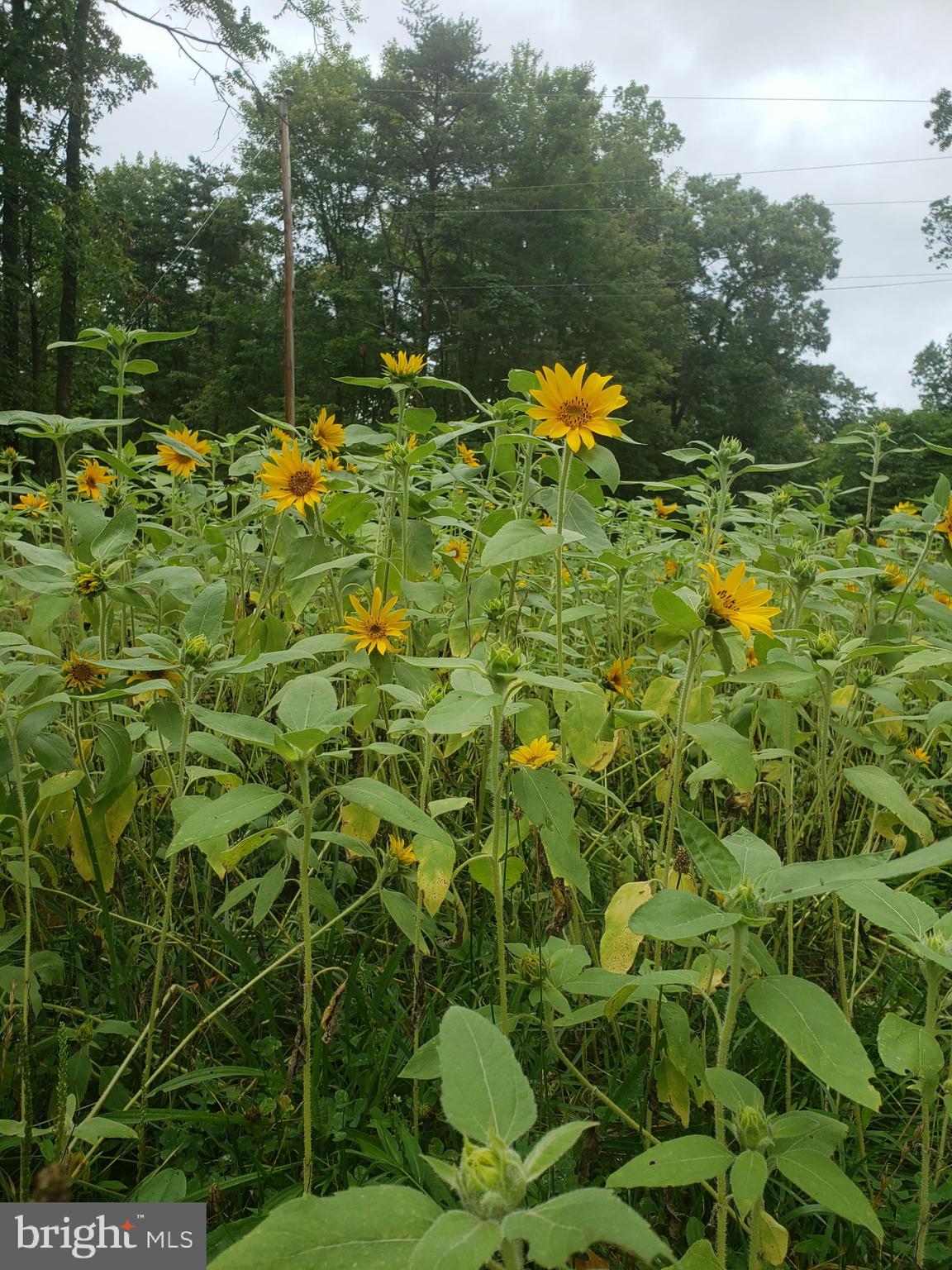 MOUNTAIN HERITAGE ESTATES - Residential