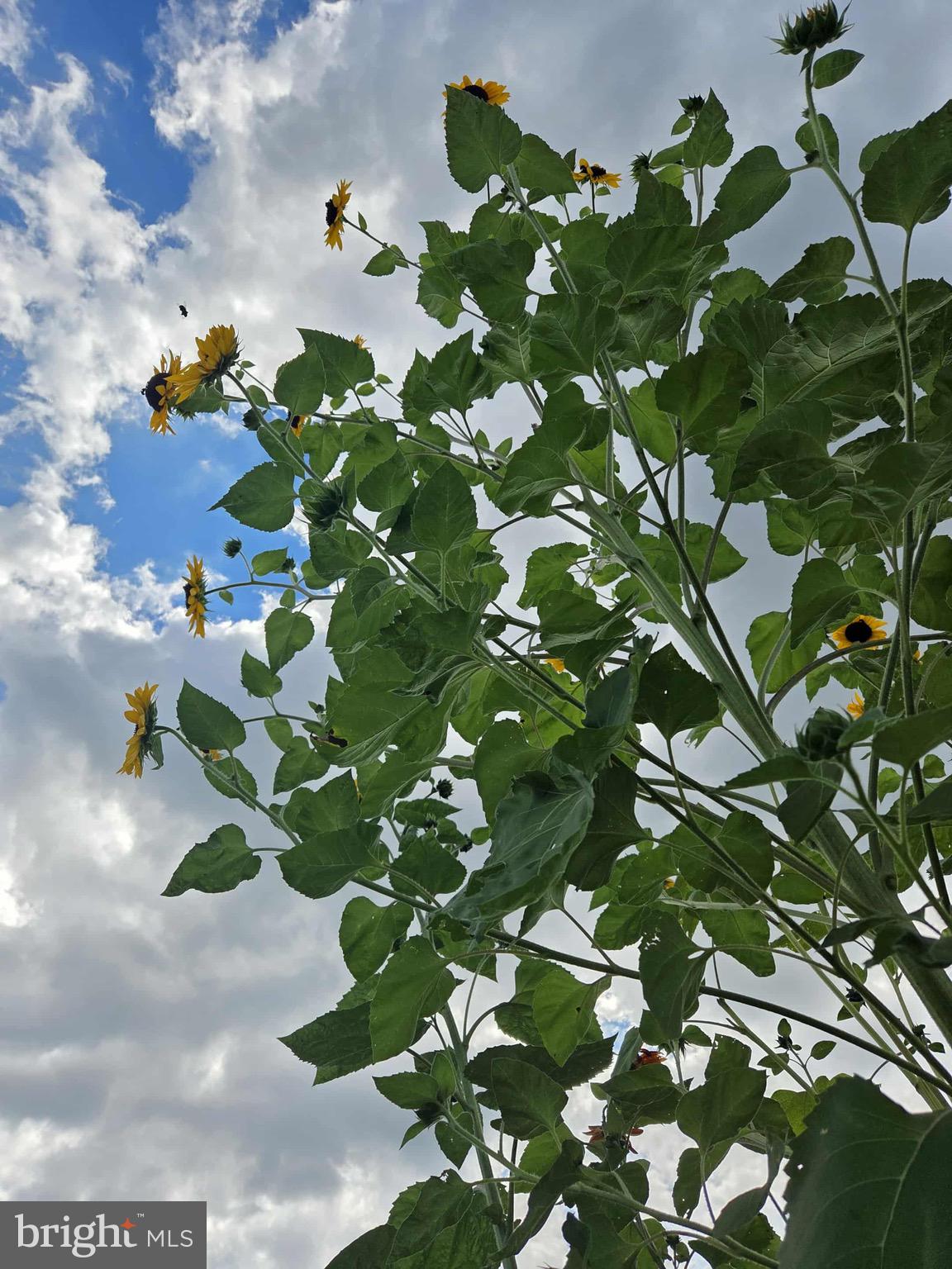 EMBREY MILL - Residential