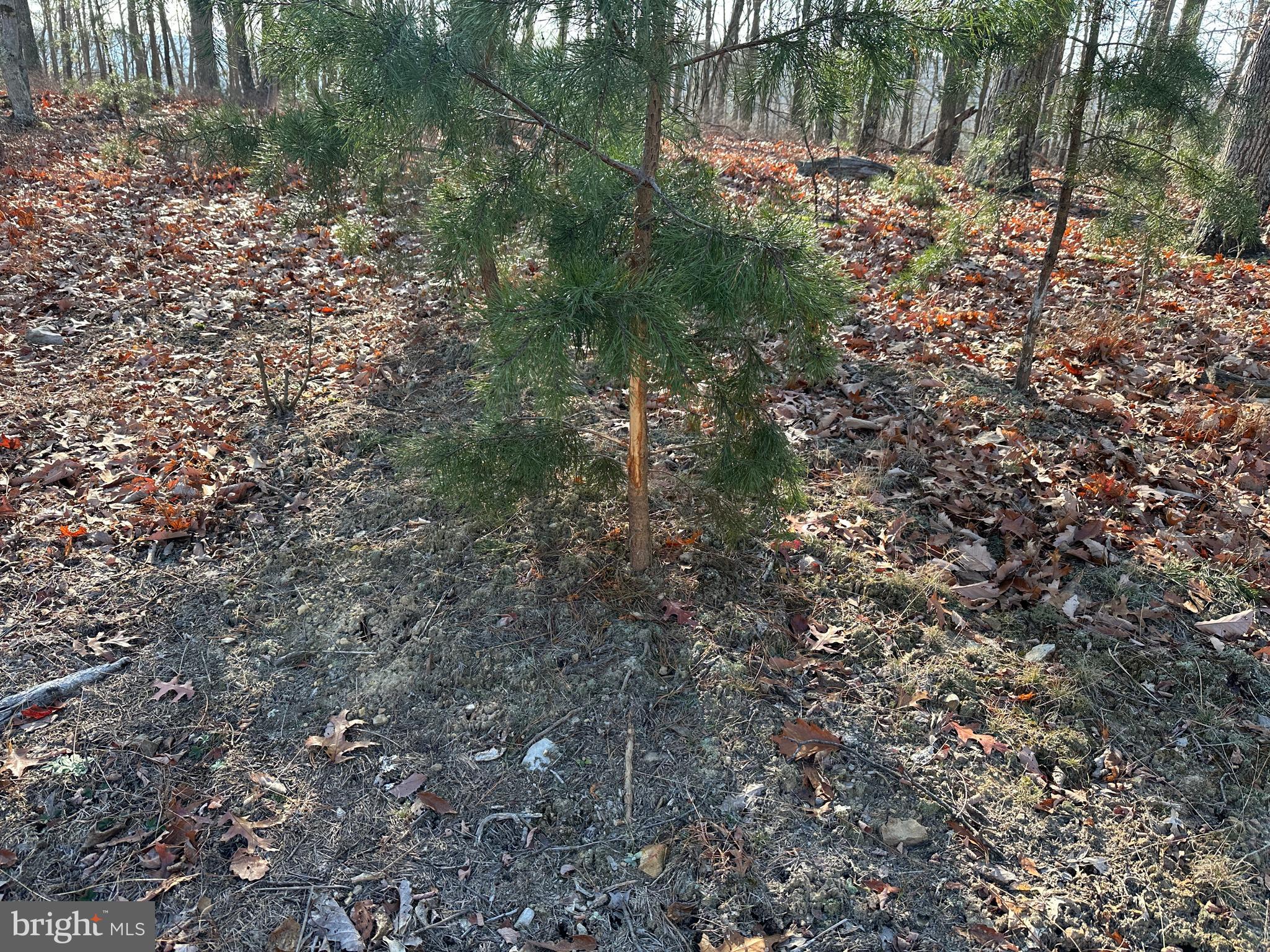 BLUFFS ON THE POTOMAC - Land