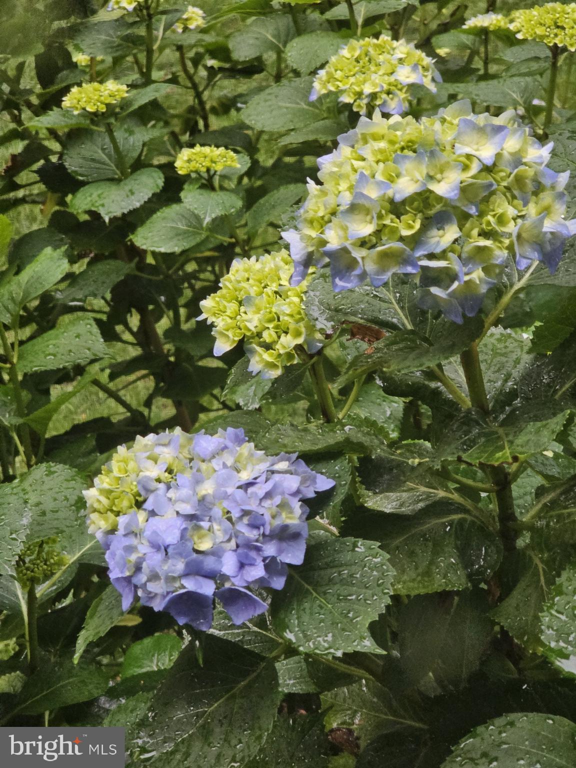 HARMONY WOODS - Residential