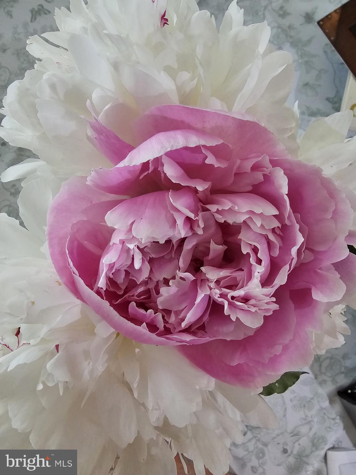 HARMONY WOODS - Residential