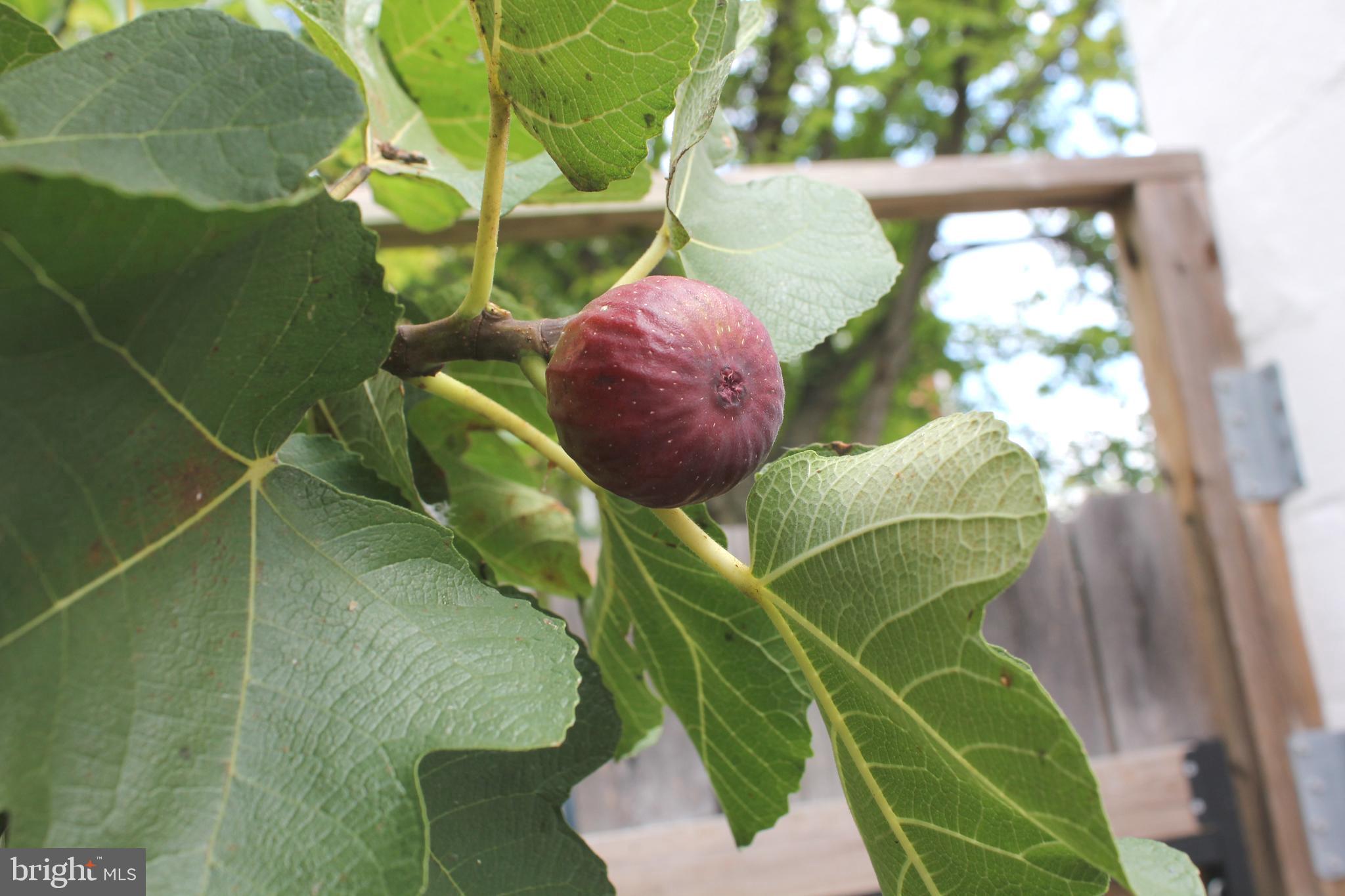 WAVERLY - Residential