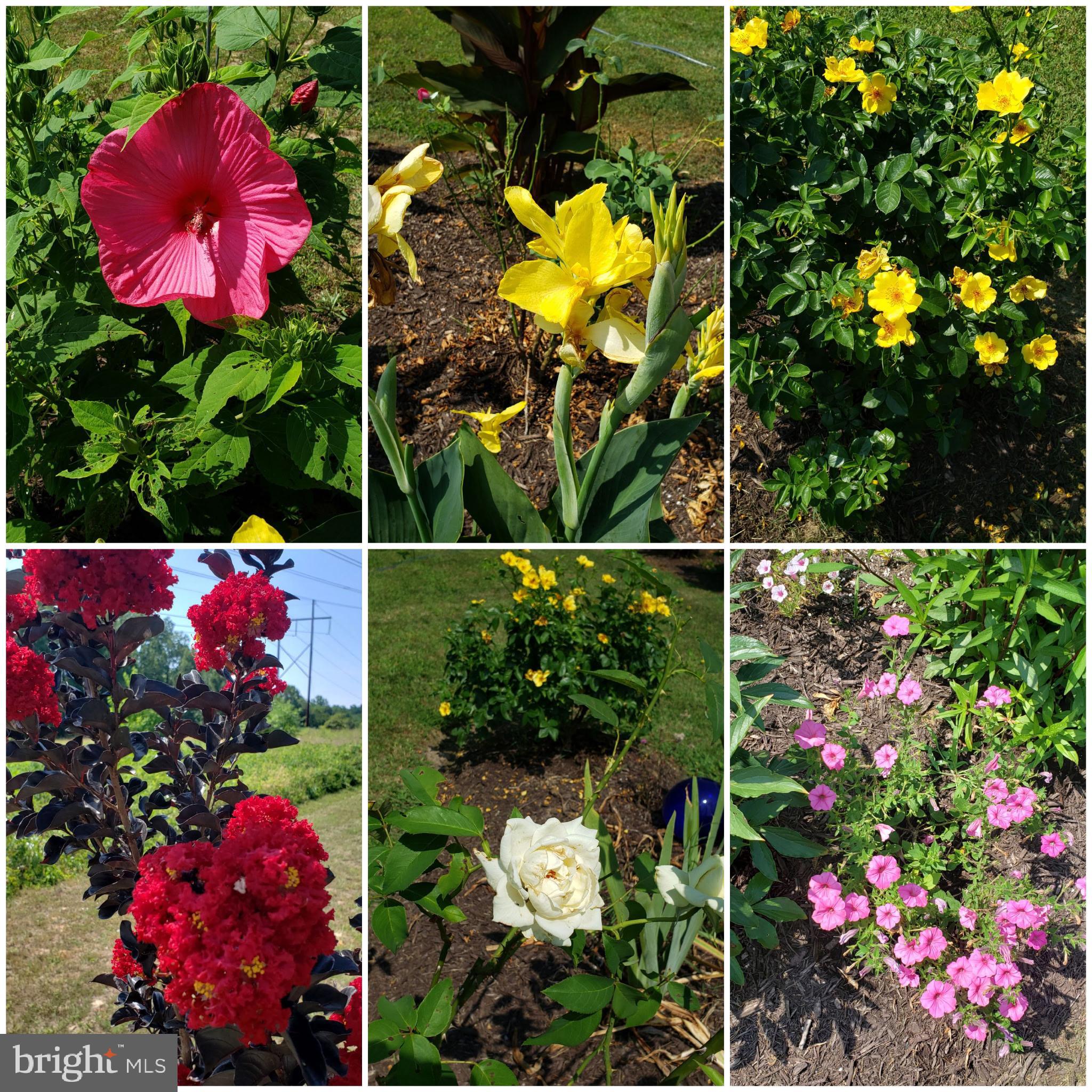 CAROLINE PINES - Residential