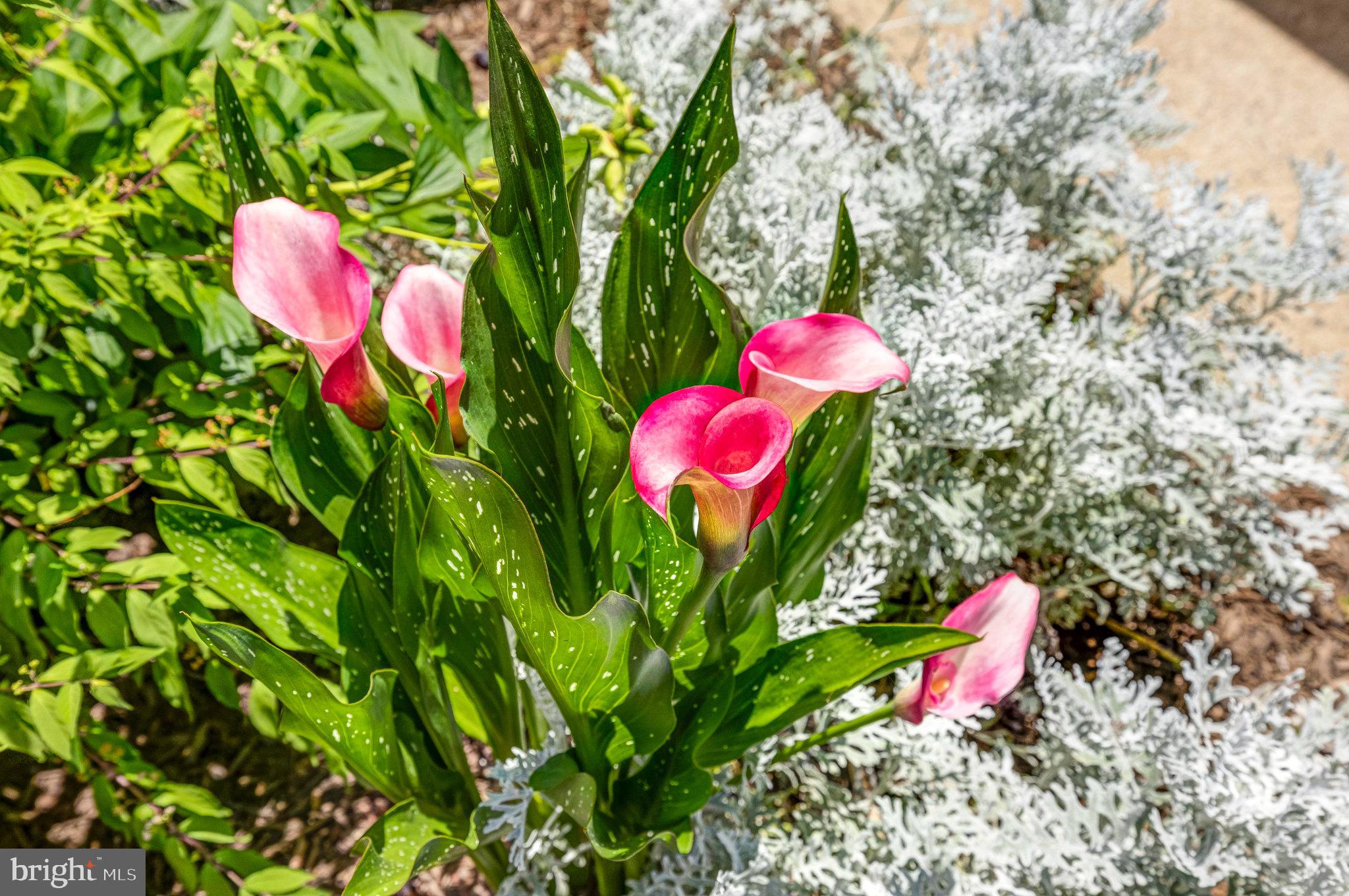 ASHBURN VILLAGE - Residential