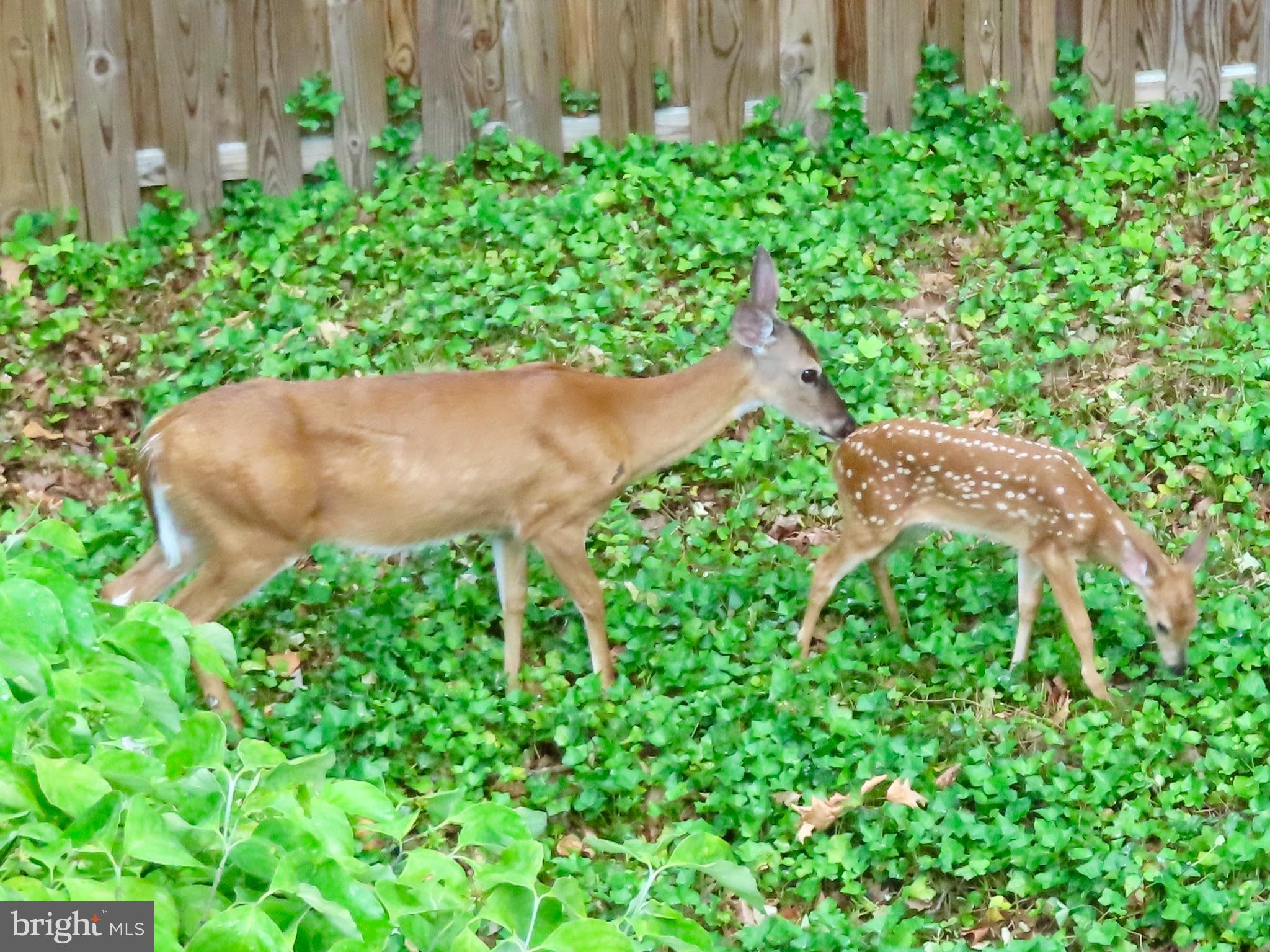POPLAR HEIGHTS - Residential