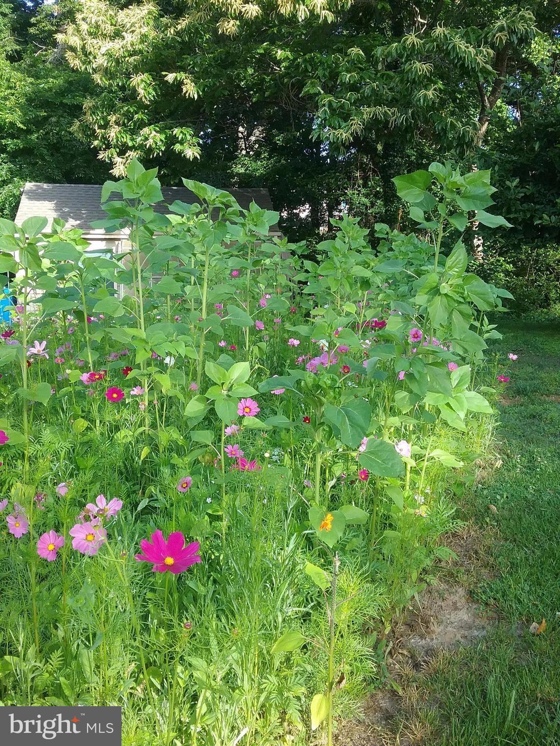 BELMONT HILLS/INGLESIDE - Residential