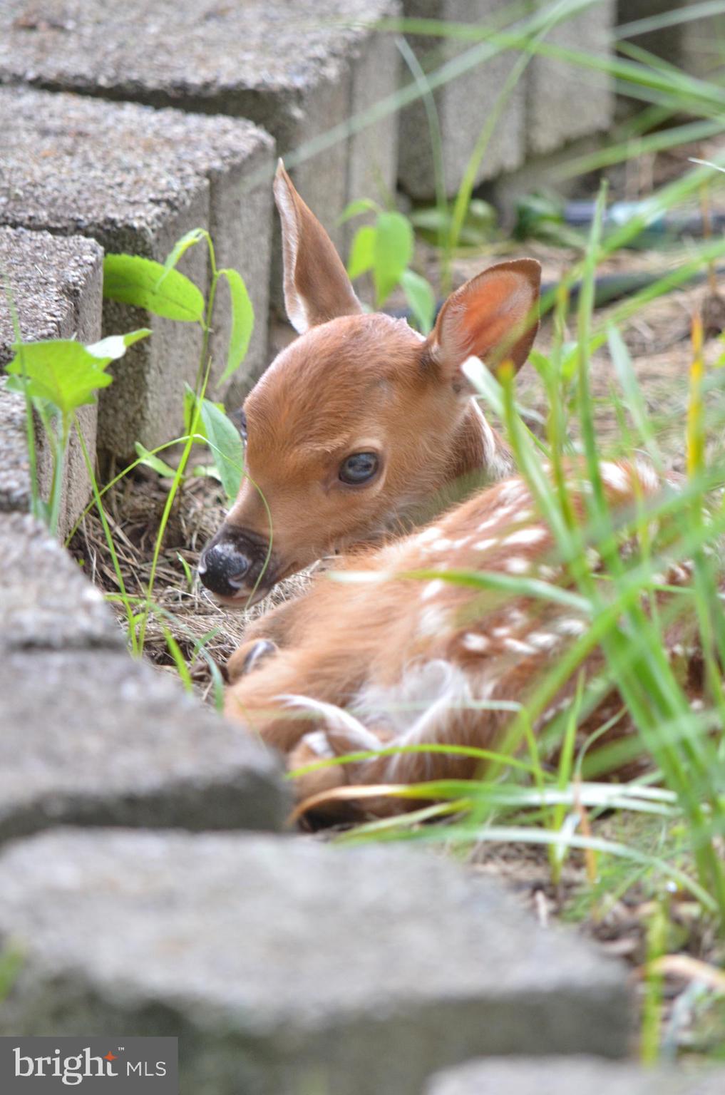 HIGHLAND MEADOWS - Residential