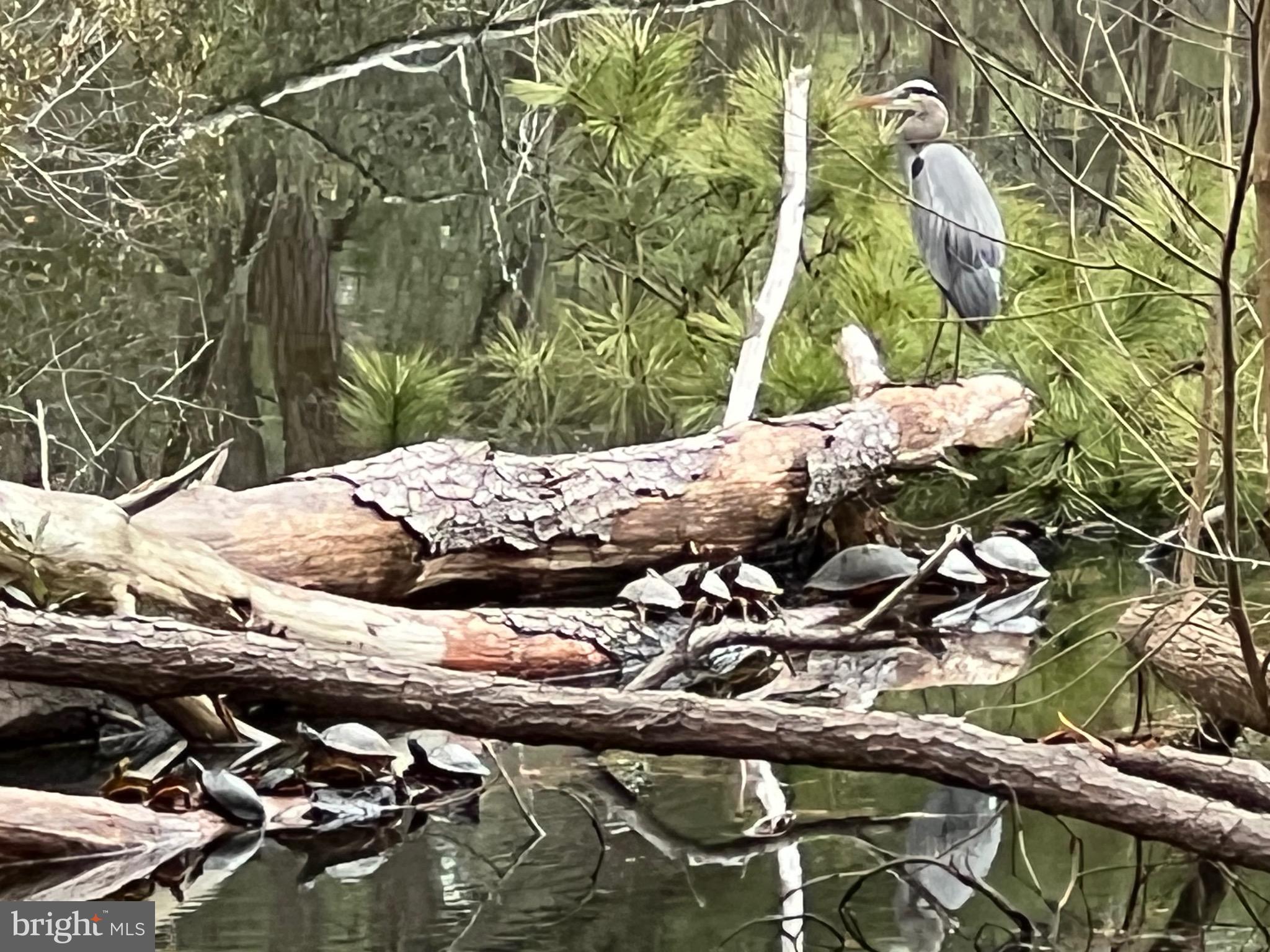 ASSATEAGUE PT RESORT - Residential