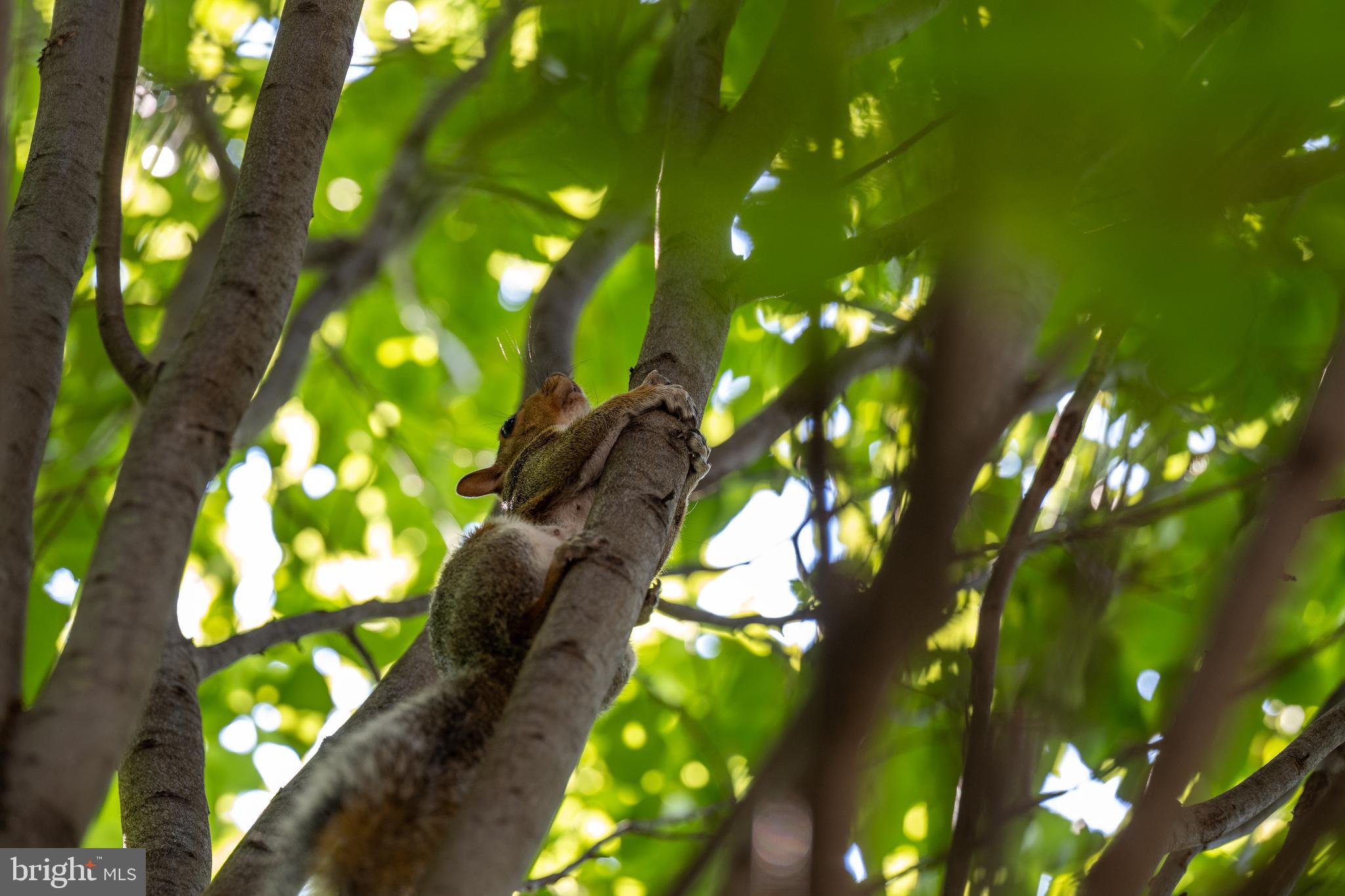 MURRAY HILL - Residential