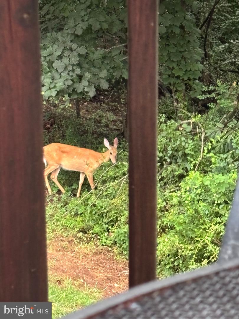 LOWES ISLAND - Residential