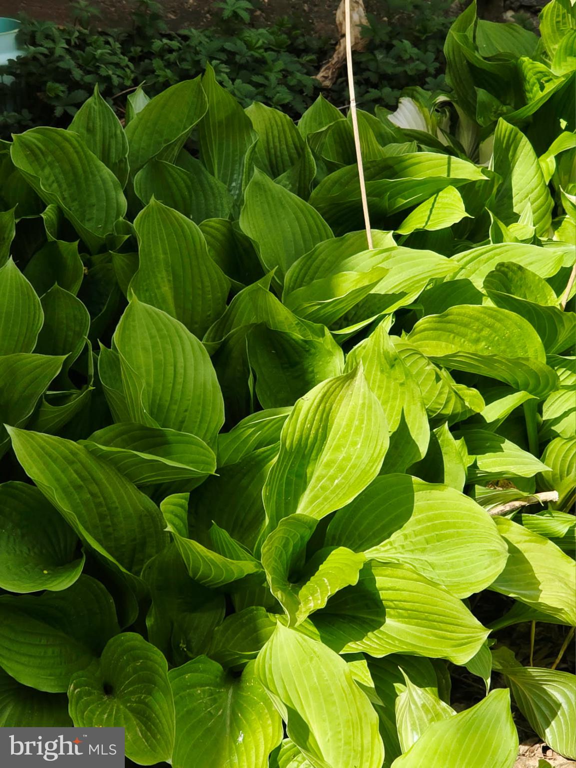 DELTA BORO - Residential