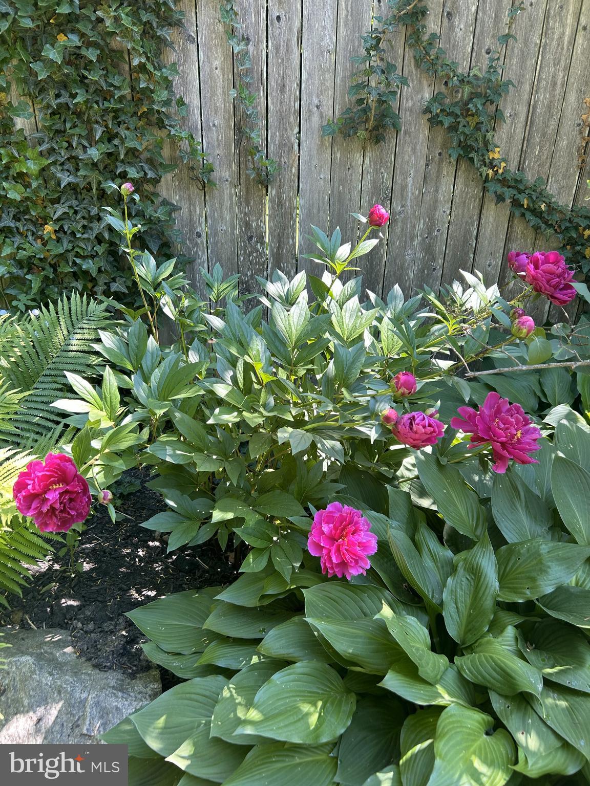 TWICKENHAM VILLAGE - Residential