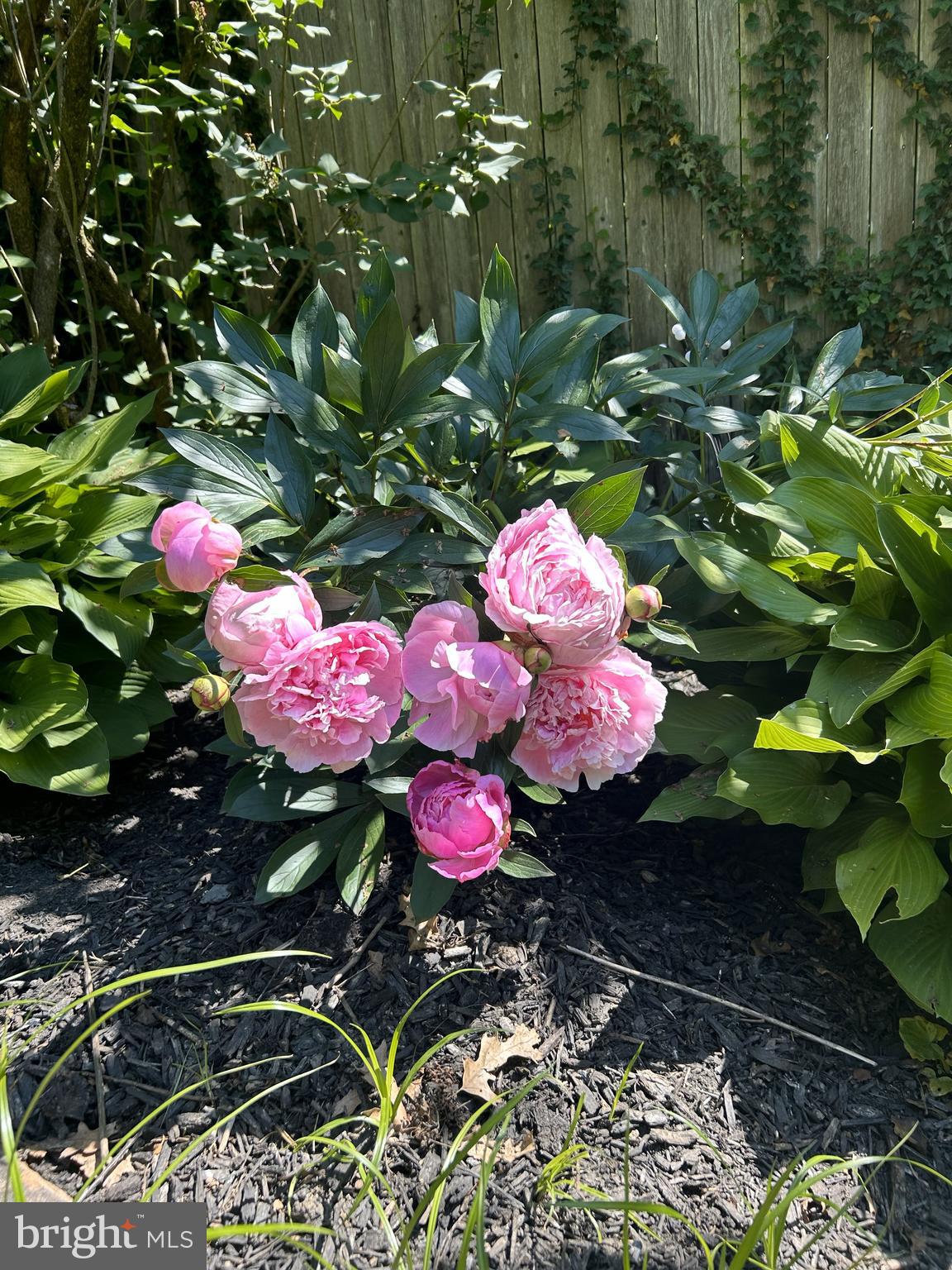 TWICKENHAM VILLAGE - Residential