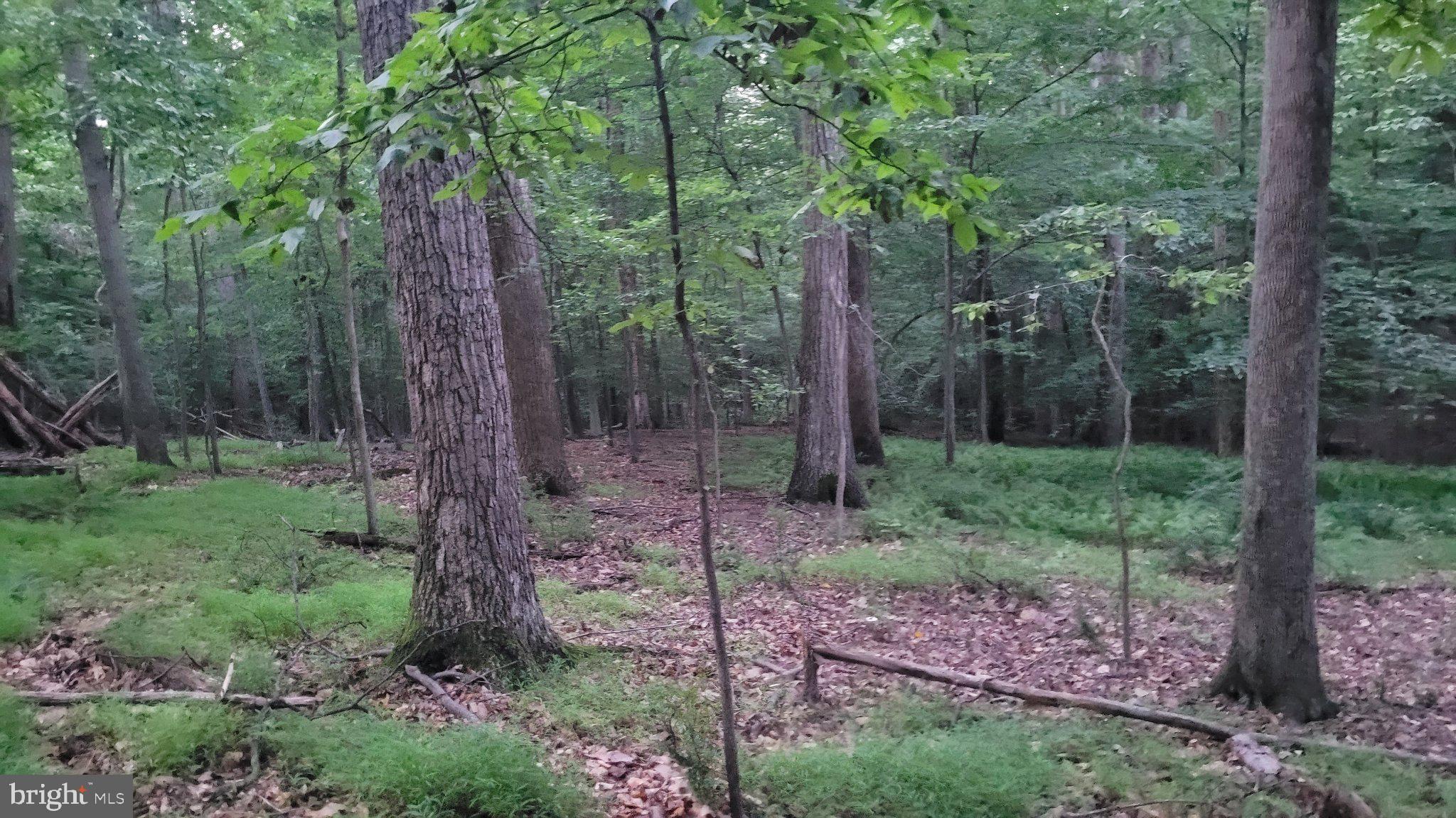 264 GOLDEN WOODS COURT