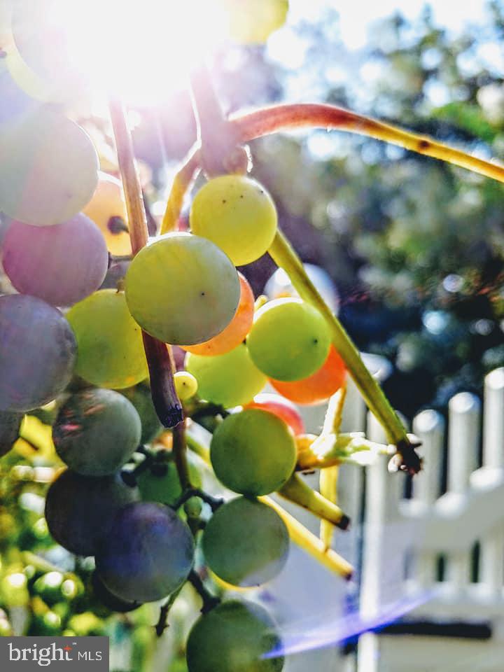 VIRGINIA RUN THE ESTATES - Residential