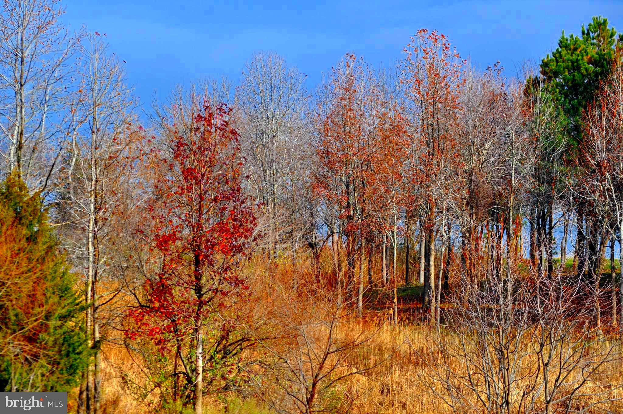 FOUR SEASONS AT KENT ISLAND - Residential