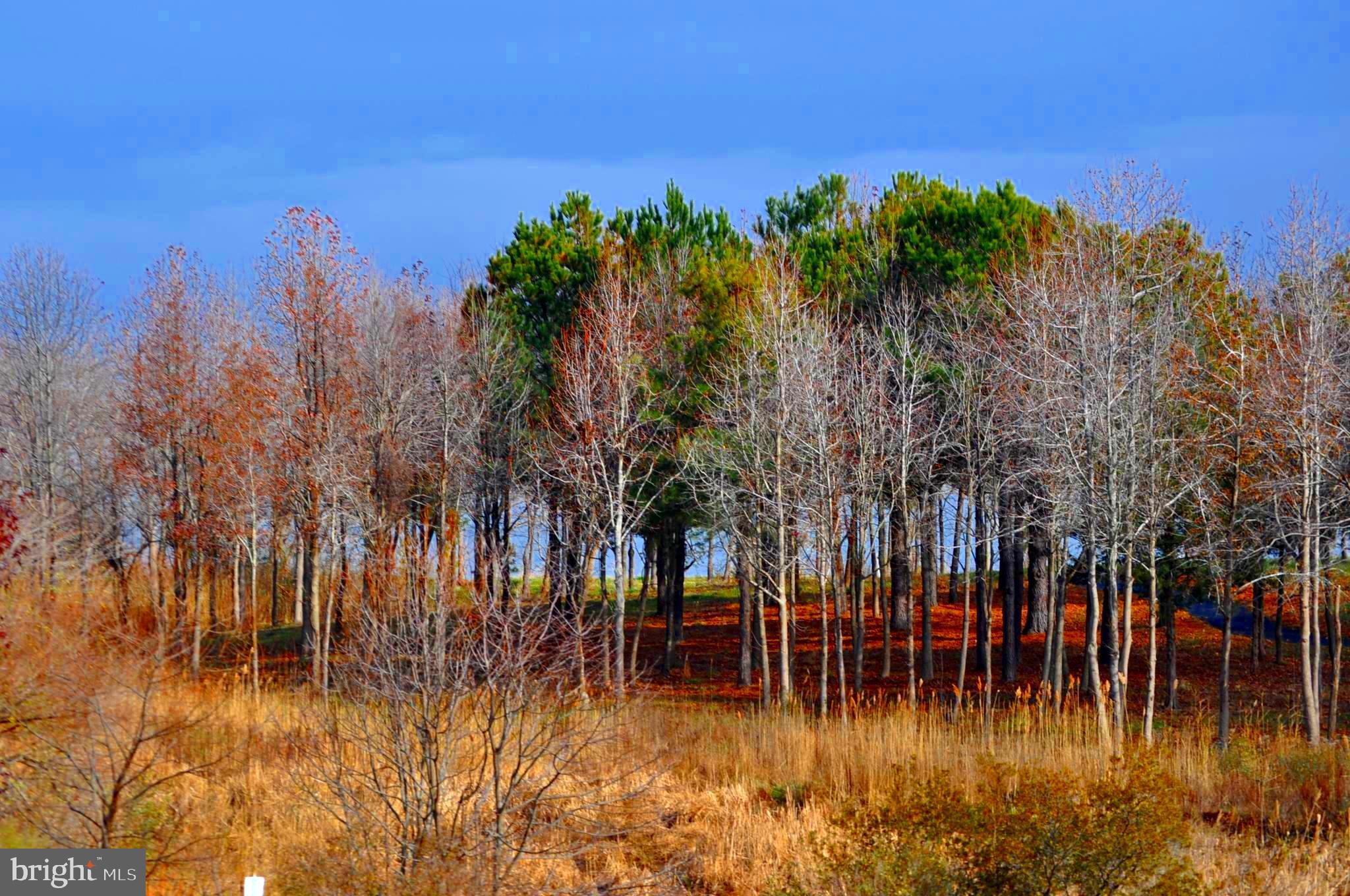 FOUR SEASONS AT KENT ISLAND - Residential