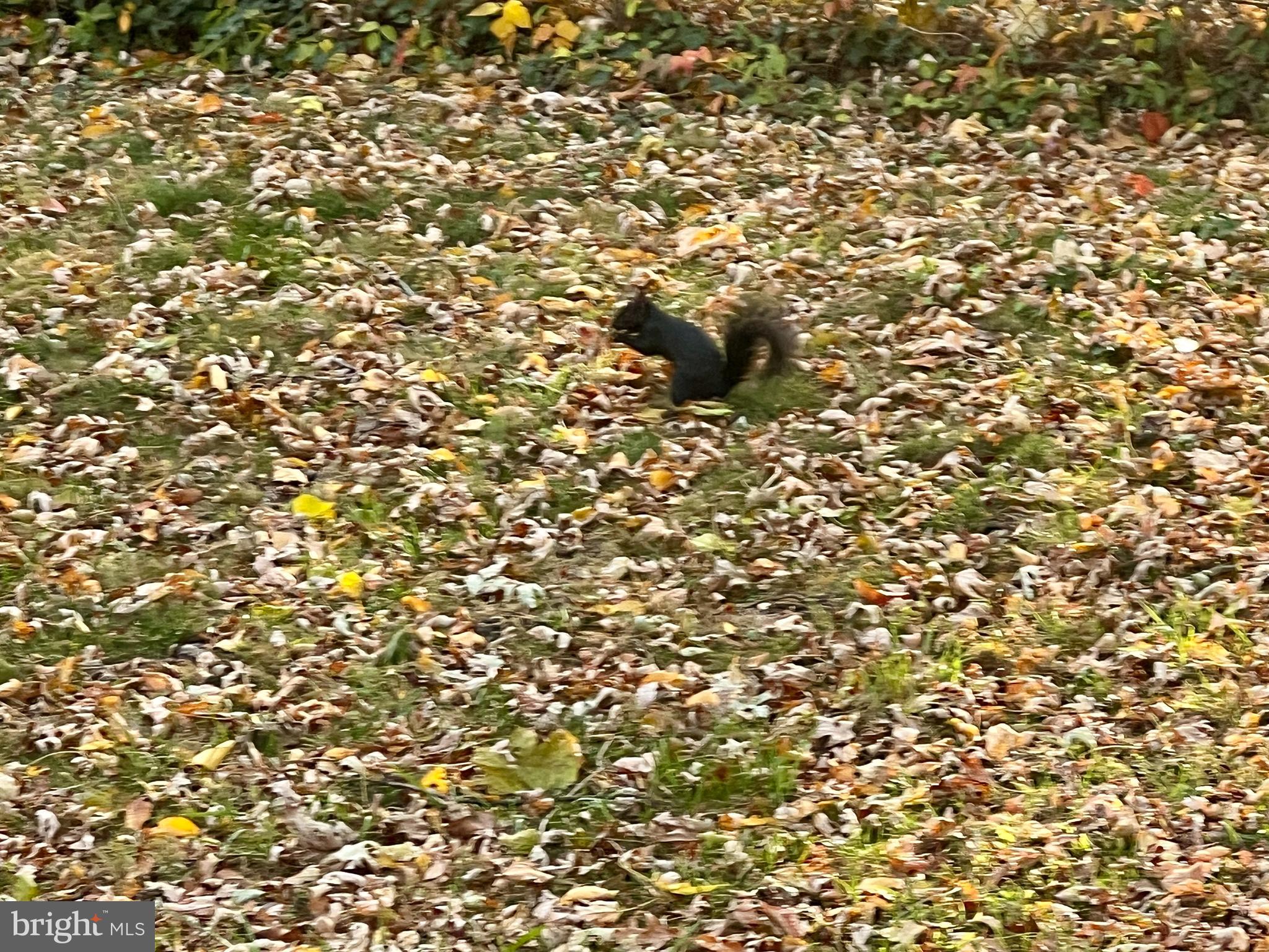 ARLINGTON HEIGHTS - Residential Lease