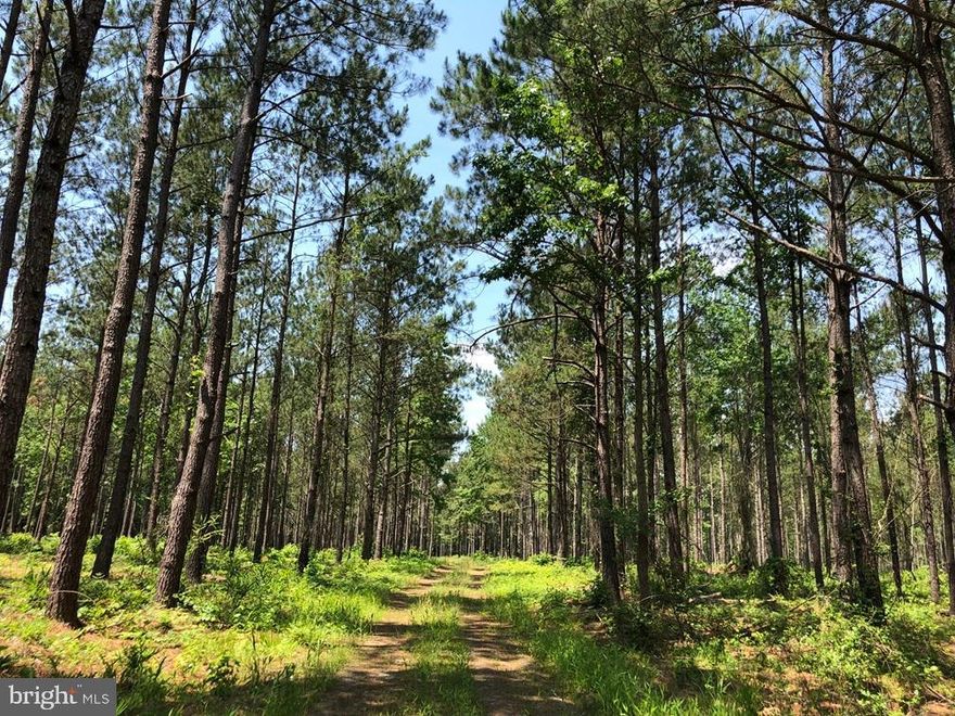 Block 16 North tract is 79.64 acres located north on Hwy. 58 in Courtland, VA. This tract lays flat with frontage on Old Bridge Road (Rt. 742). The timber consists of 76.48 acres of 1996 planted Loblolly pine. This property is very convenient to Hwy. 58 and has a good internal road system making it a solid timber investment with future development potential.