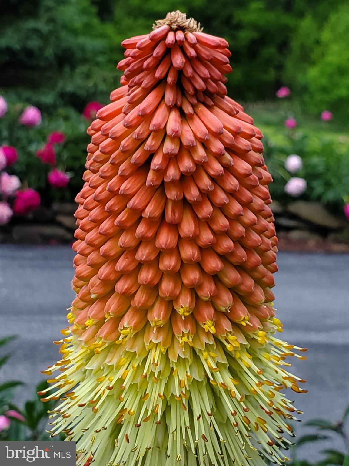 ORCHARD ON THE POTOMAC - Residential