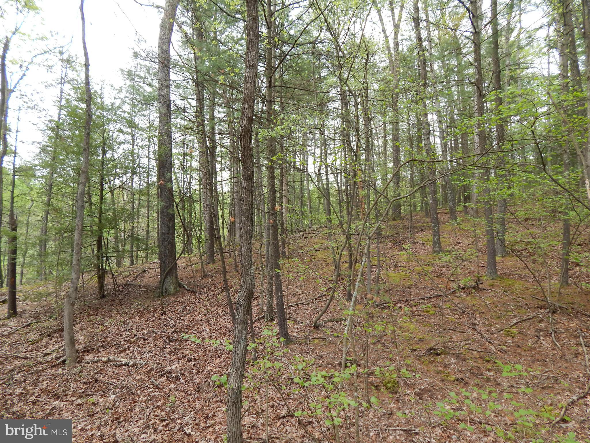 CHESTNUT GROVE - Land