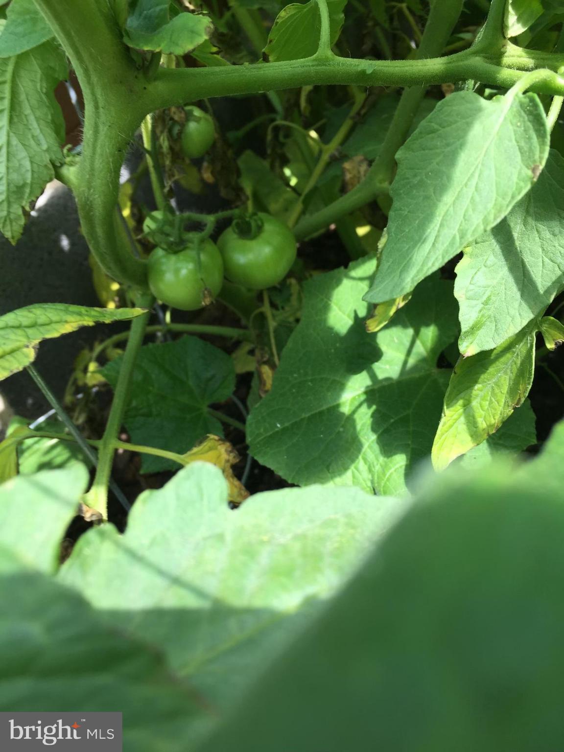 POTOMAC WOODS PLAT 1> - Residential