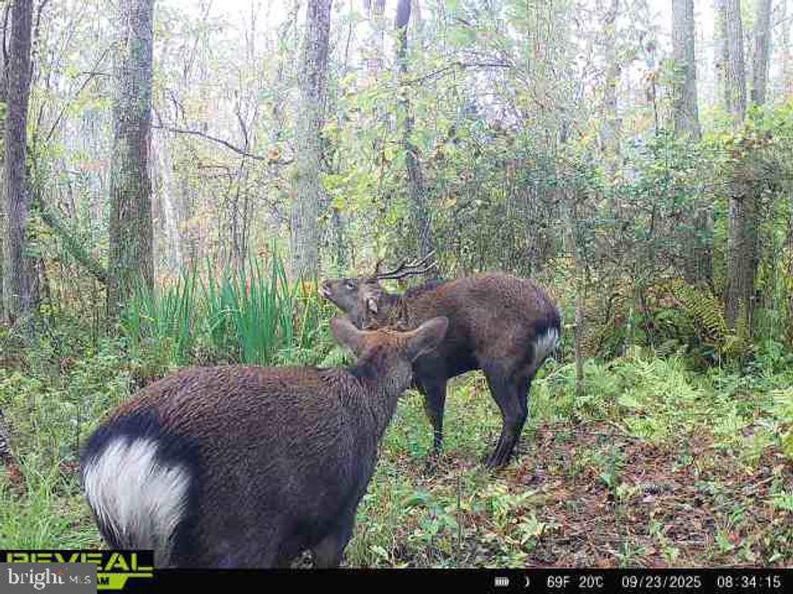 Here's your chance at a one-of-a-kind, READY. TO. HUNT sika deer property! Take your adventurous side to the max on this 8 deeded acres located south of Galestown, and north of Sharptown on the Nanticoke River. Enjoy some great sika deer hunting on this hidden gem in northern Dorchester County. According to current mapping software property looks to be 11.99 acres but would need a survey to confirm. This property is ready to go, all set up with a nice box blind, one summit buddy stand, one stand in the back right corner of the property, and two feeder locations. All the hard work with this property is done, as the current owners have built an elaborate boardwalk system to get you in and out of the property when hunting and filling the feeders. Take advantage of all the hard work put into this property over the years, and you'll be shooting big stags like a pro! Schedule your private tour today!