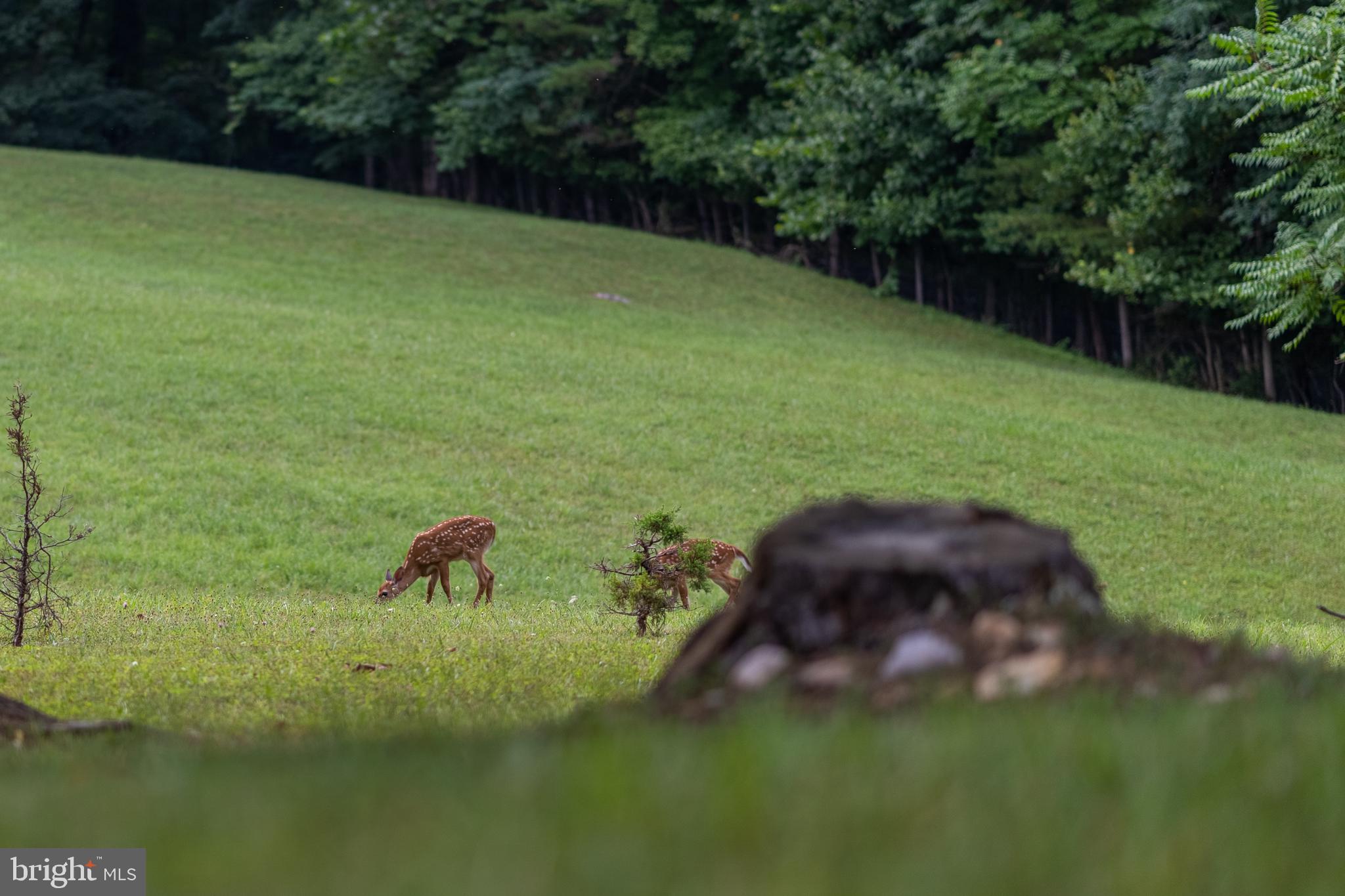 CACAPON RIVER MEADOWS - Residential